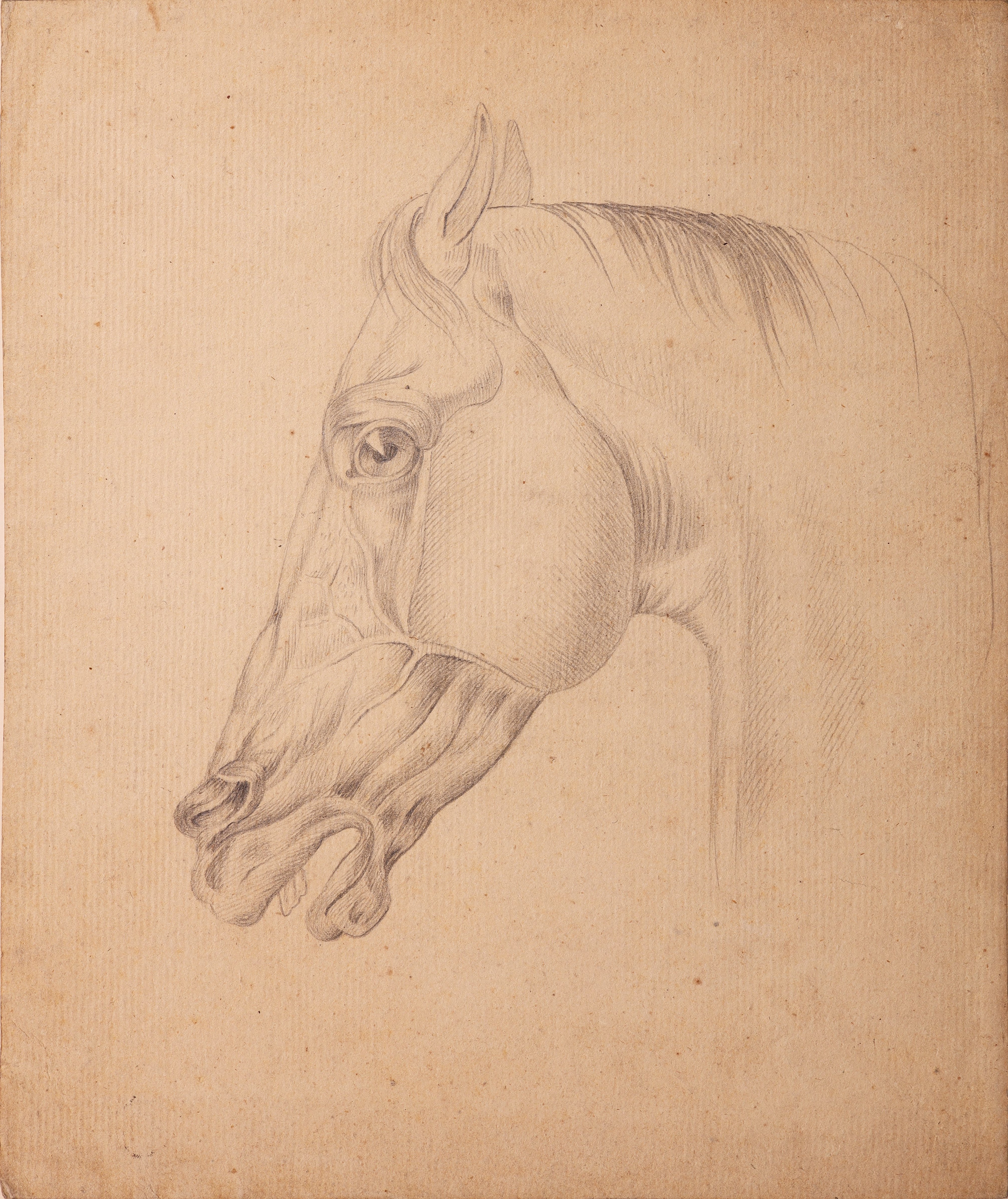 Kopfstudie eines schnaubenden Pferdes (Stift Heiligenkreuz CC BY-NC-SA)