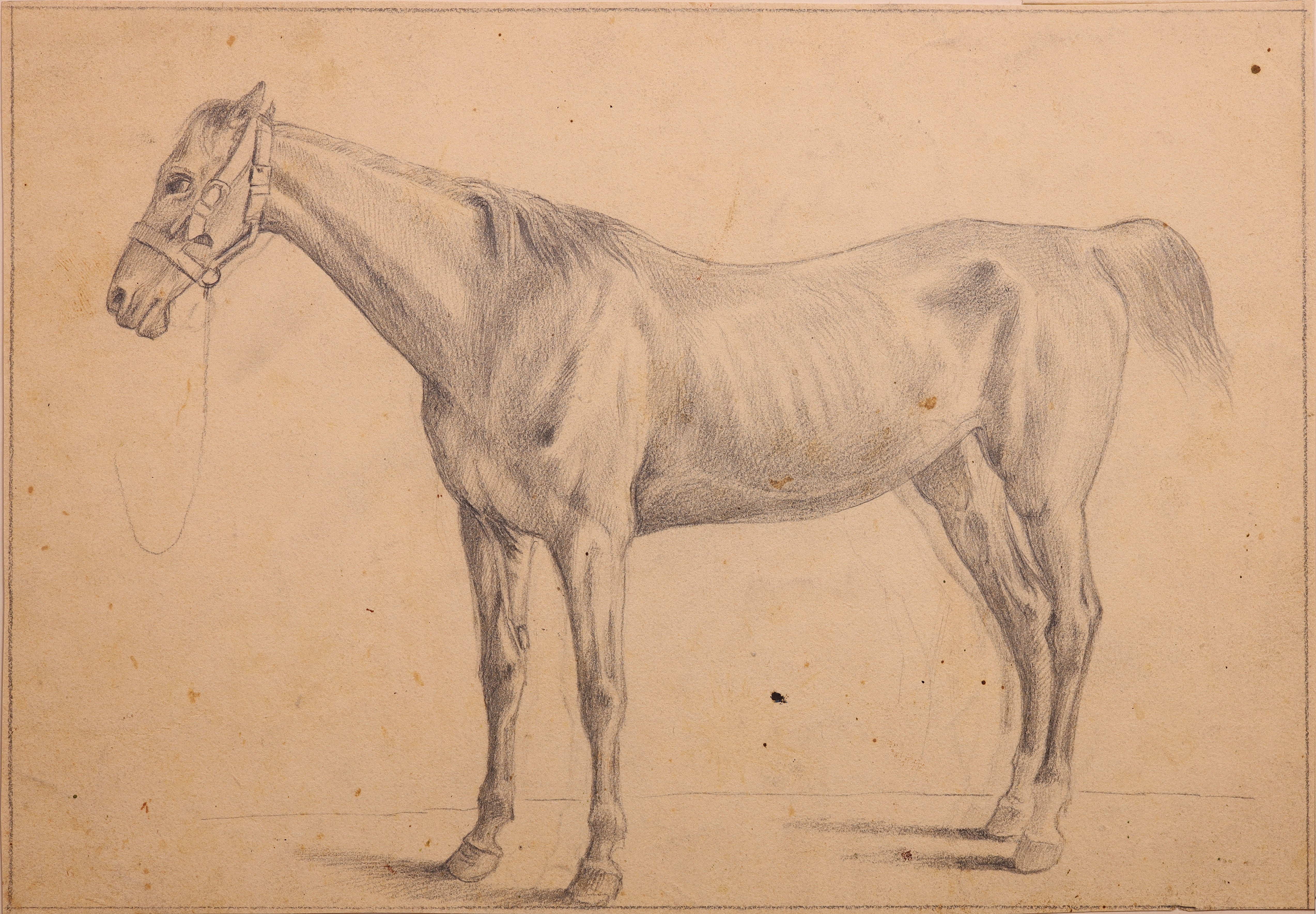 Ein mageres Pferd, nach links stehend (Stift Heiligenkreuz CC BY-NC-SA)