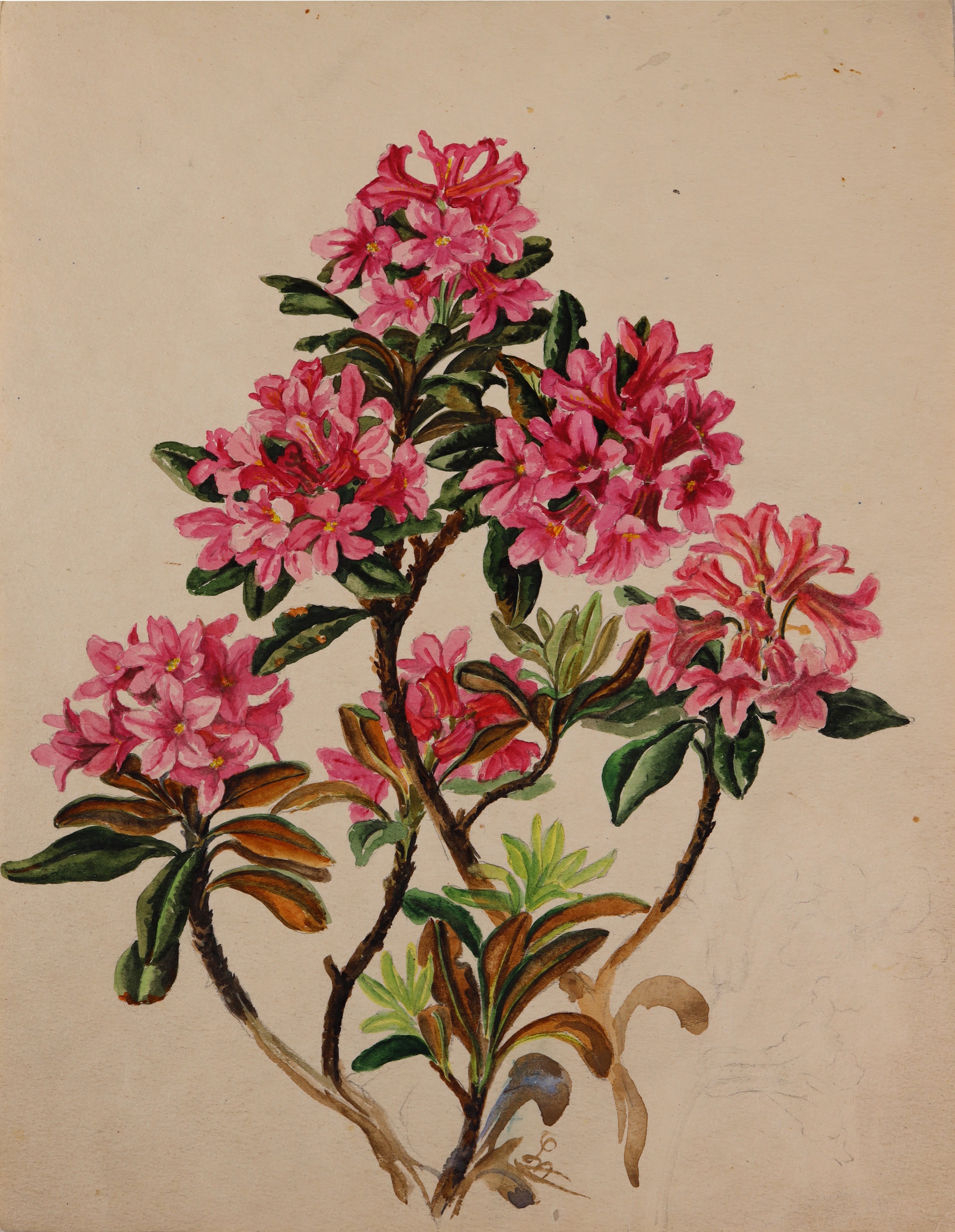 Rostblättrige Alpenrose (Rhododendron ferrugineum) (Stift Heiligenkreuz CC BY-NC-SA)