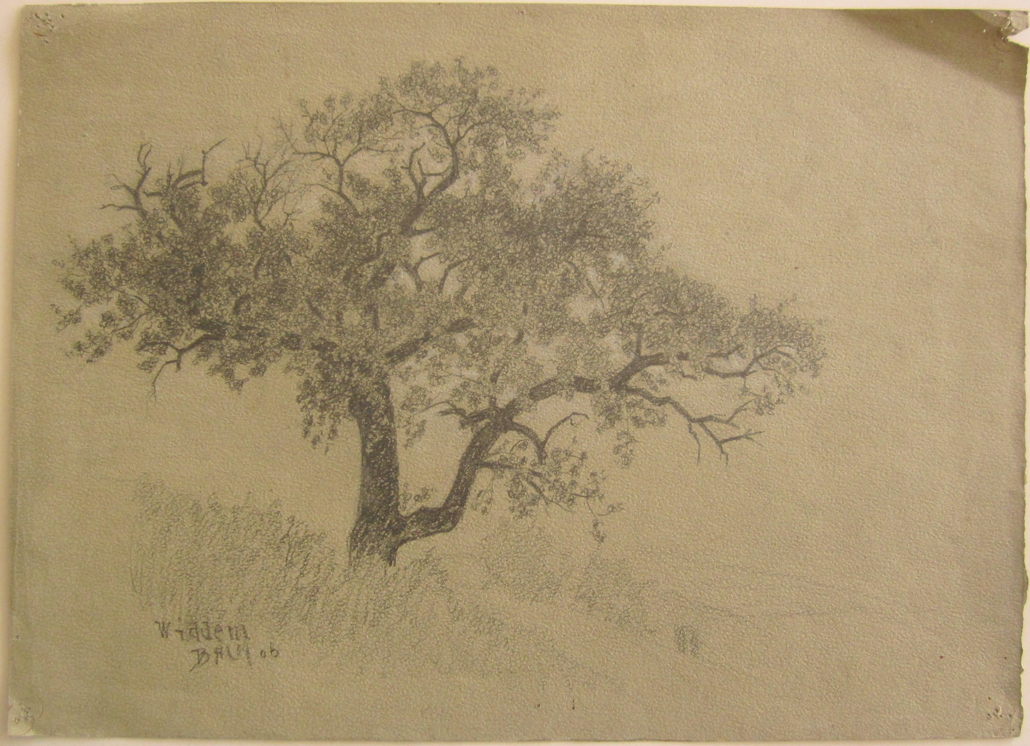 Widdern - Baum (1906) (Museum im Steinhaus Nagold CC BY-NC-SA)