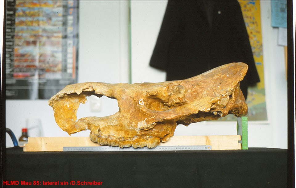 Mau 85 (HLMD) Stephanorhinus hundsheimensis, Schädel (Dieter Schreiber CC BY-NC-SA)