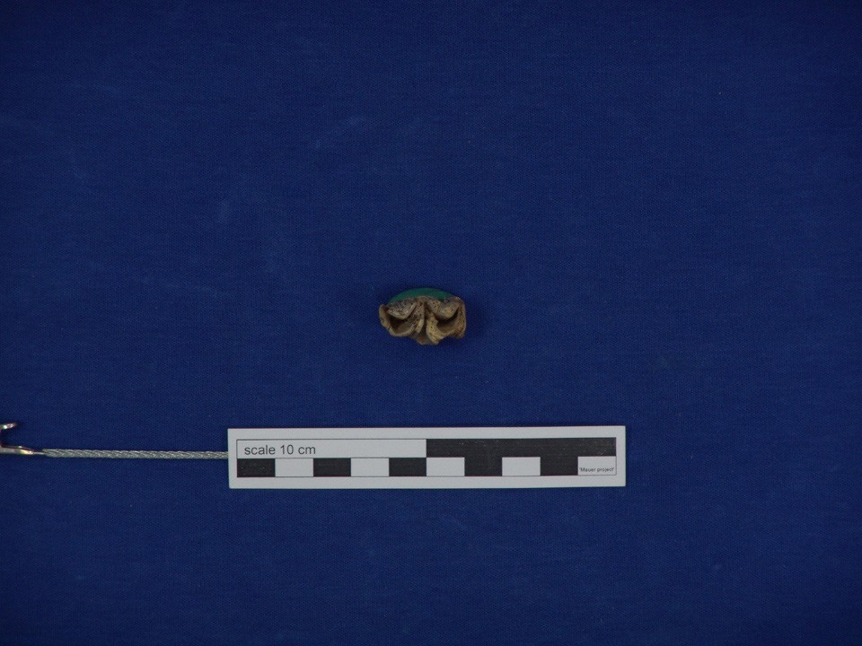 SMNK-PAL 46036 (SMNK) Cervus sp., Zahn, Fragment (Dieter Schreiber CC BY-NC-SA)
