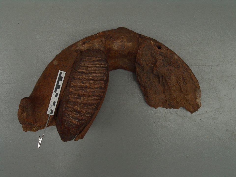 Mau 48 (HLMD), Elephas antiquus, Unterkiefer (Digitales Urmenschmuseum Mauer CC BY-NC-SA)