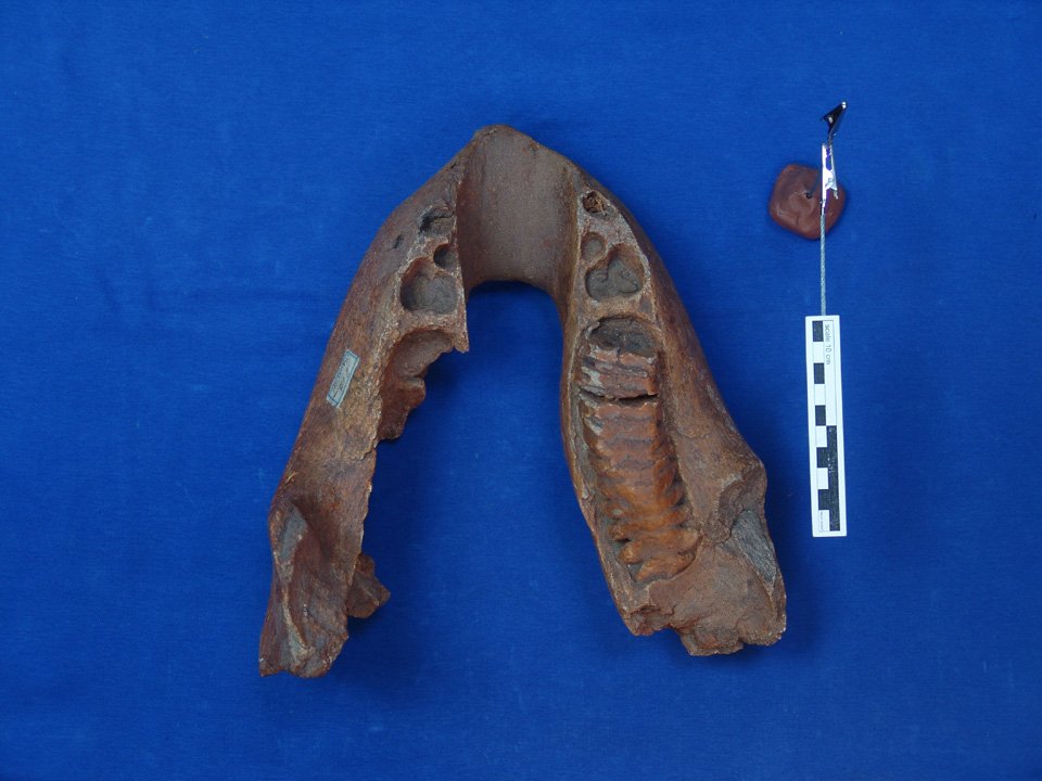 Mau 59 (HLMD), Elephas antiquus, Unterkiefer (Digitales Urmenschmuseum Mauer CC BY-NC-SA)