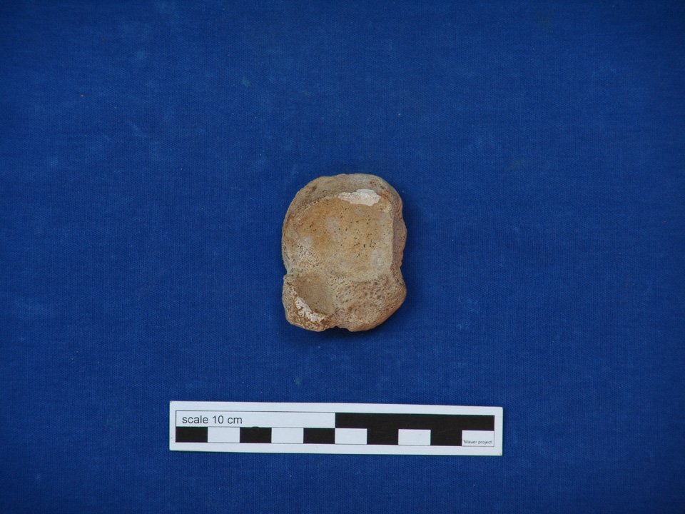 Mau 183 (HLMD), Carnivora indet., Fusswurzelknochen (Digitales Urmenschmuseum Mauer CC BY-NC-SA)