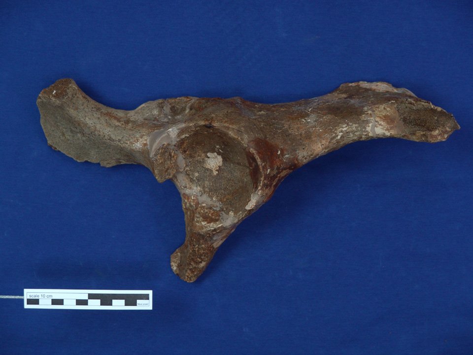 SMNK-PAL 46637 (SMNK), Stephanorhinus cf. hundsheimensis, Becken (Digitales Urmenschmuseum Mauer CC BY-NC-SA)