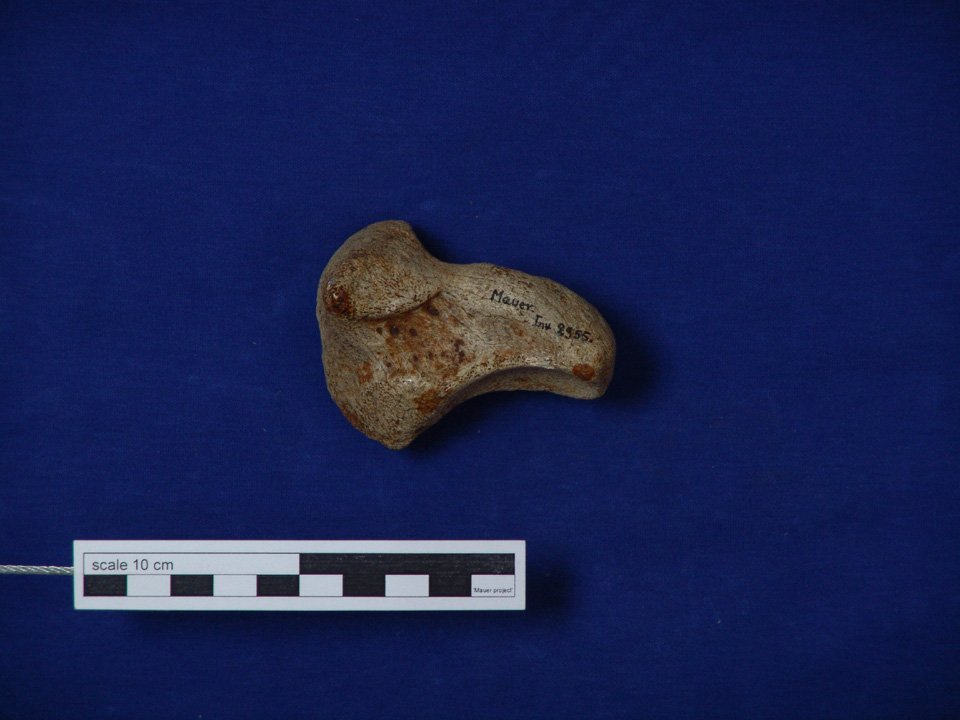 SMNK-PAL 46732 (SMNK), Stephanorhinus hundsheimensis, Handwurzelknochen (Digitales Urmenschmuseum Mauer CC BY-NC-SA)