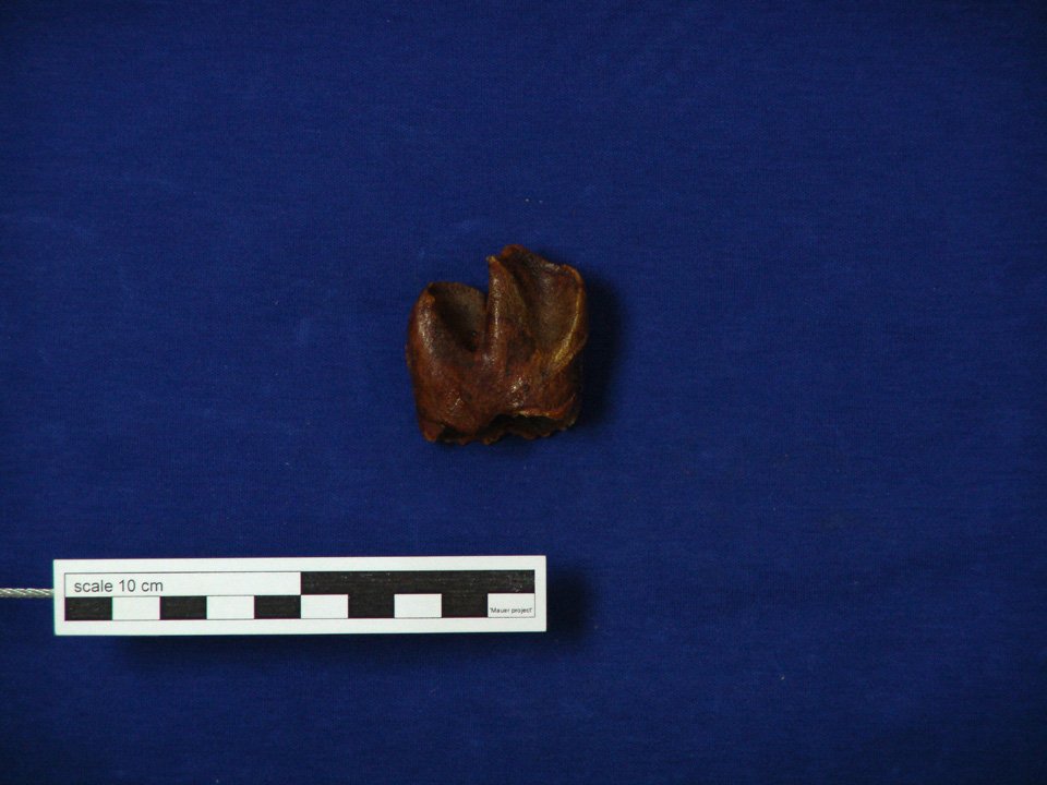 SMNK-PAL 46743 (SMNK), Stephanorhinus hundsheimensis, Zahn (Digitales Urmenschmuseum Mauer CC BY-NC-SA)