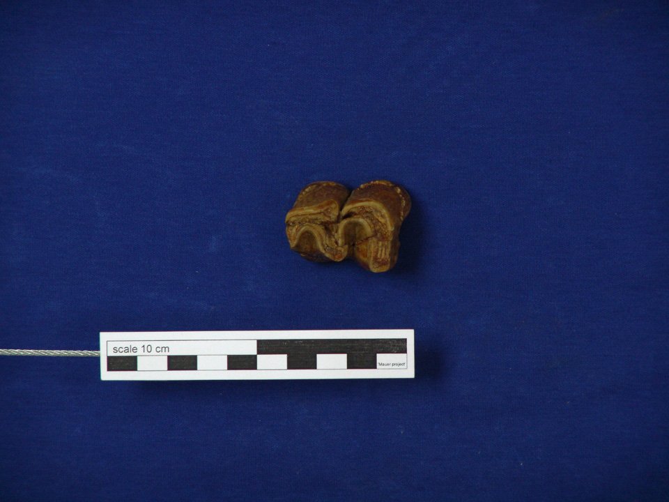 SMNK-PAL 46745 (SMNK), Stephanorhinus hundsheimensis, Zahn (Digitales Urmenschmuseum Mauer CC BY-NC-SA)