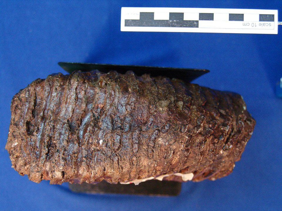 SMNK-PAL 46844 (SMNK), Mammuthus trogontherii, Zahn (Digitales Urmenschmuseum Mauer CC BY-NC-SA)
