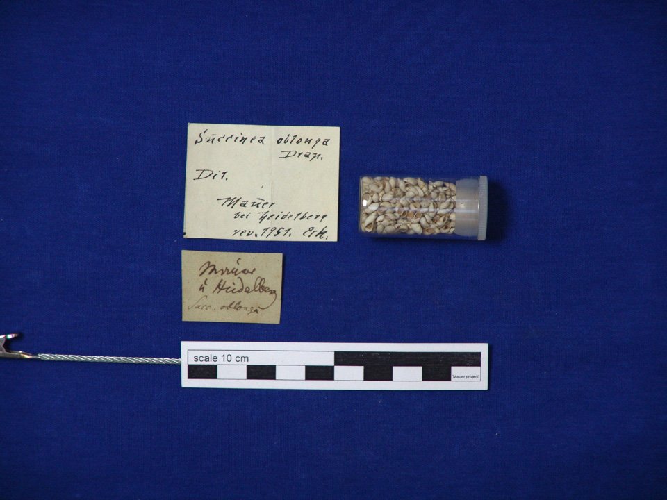 SMNK-PAL 46849 (SMNK), Schnecke (Succinella oblonga), Kalkschale (Digitales Urmenschmuseum Mauer CC BY-NC-SA)