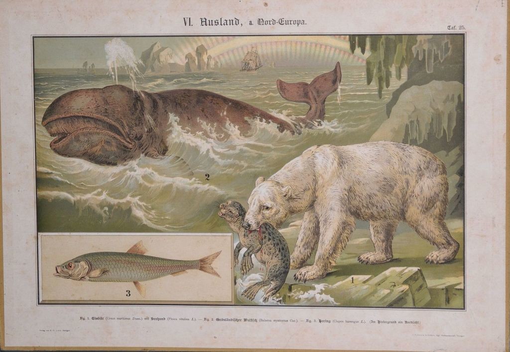 Lehrtafel: Tierwelt Nord-Europa mit Pottwal und Eisbär (Stadtmuseum Wangen CC BY-NC-SA)