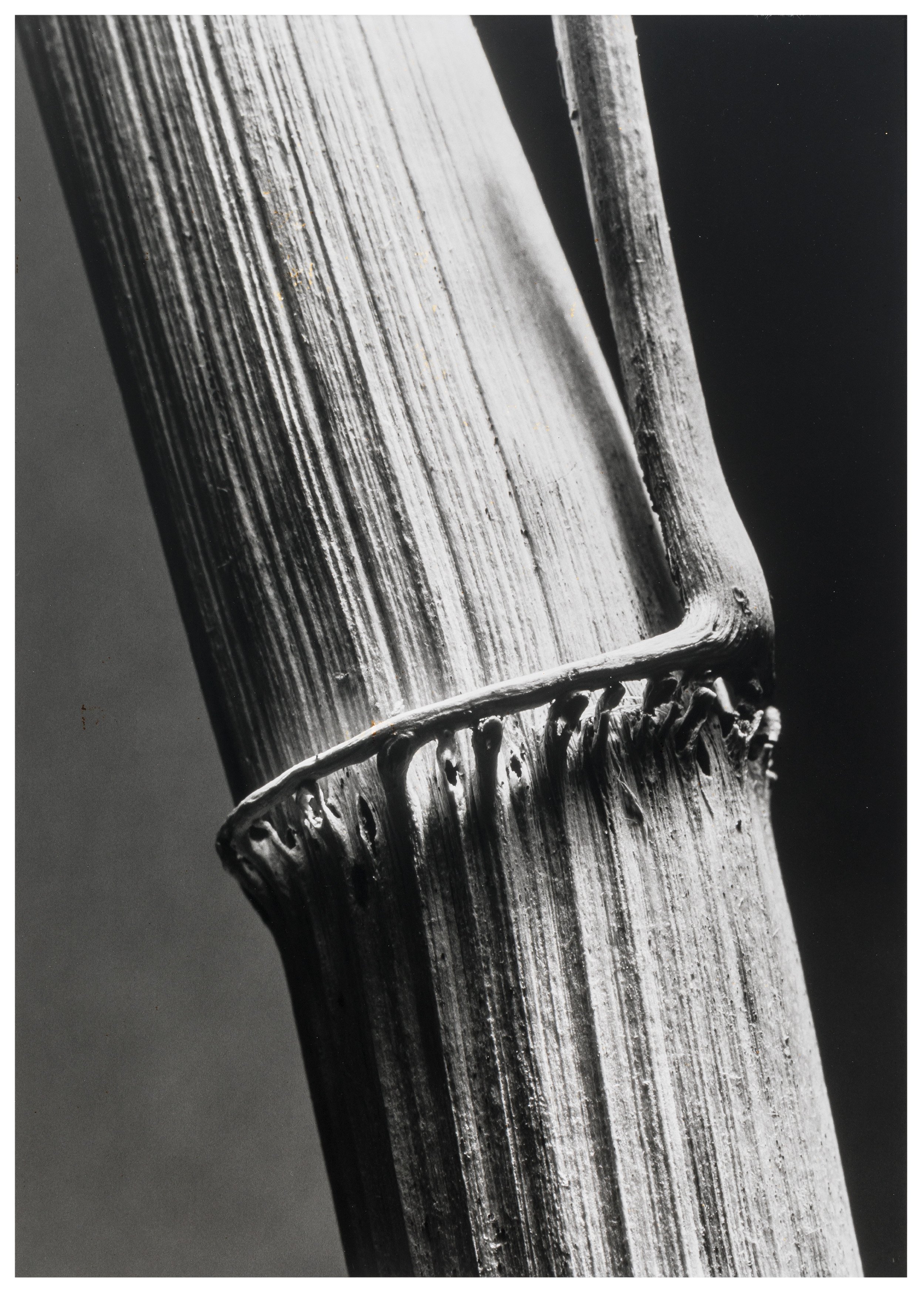 Andreas Feininger: Reed Stalk (Zeppelin Museum CC BY-ND)