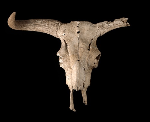 Schädel eines Urstiers (Landesmuseum Württemberg, Stuttgart CC BY-SA)
