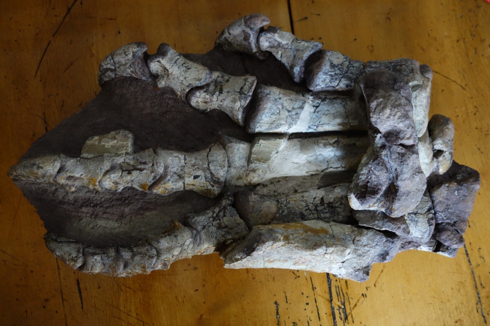 Fossile Fußknochen eines Plateosaurus engelhardti (Museum Auberlehaus CC BY-NC-SA)