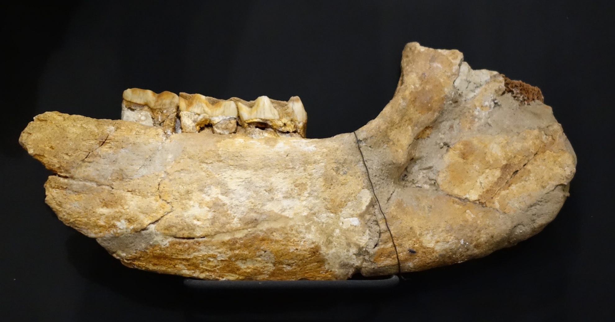 Unterkieferknochen eines Wollhaarnashorns (Hardtmuseum / Musée de la Hardt Durmersheim CC BY-NC-SA)