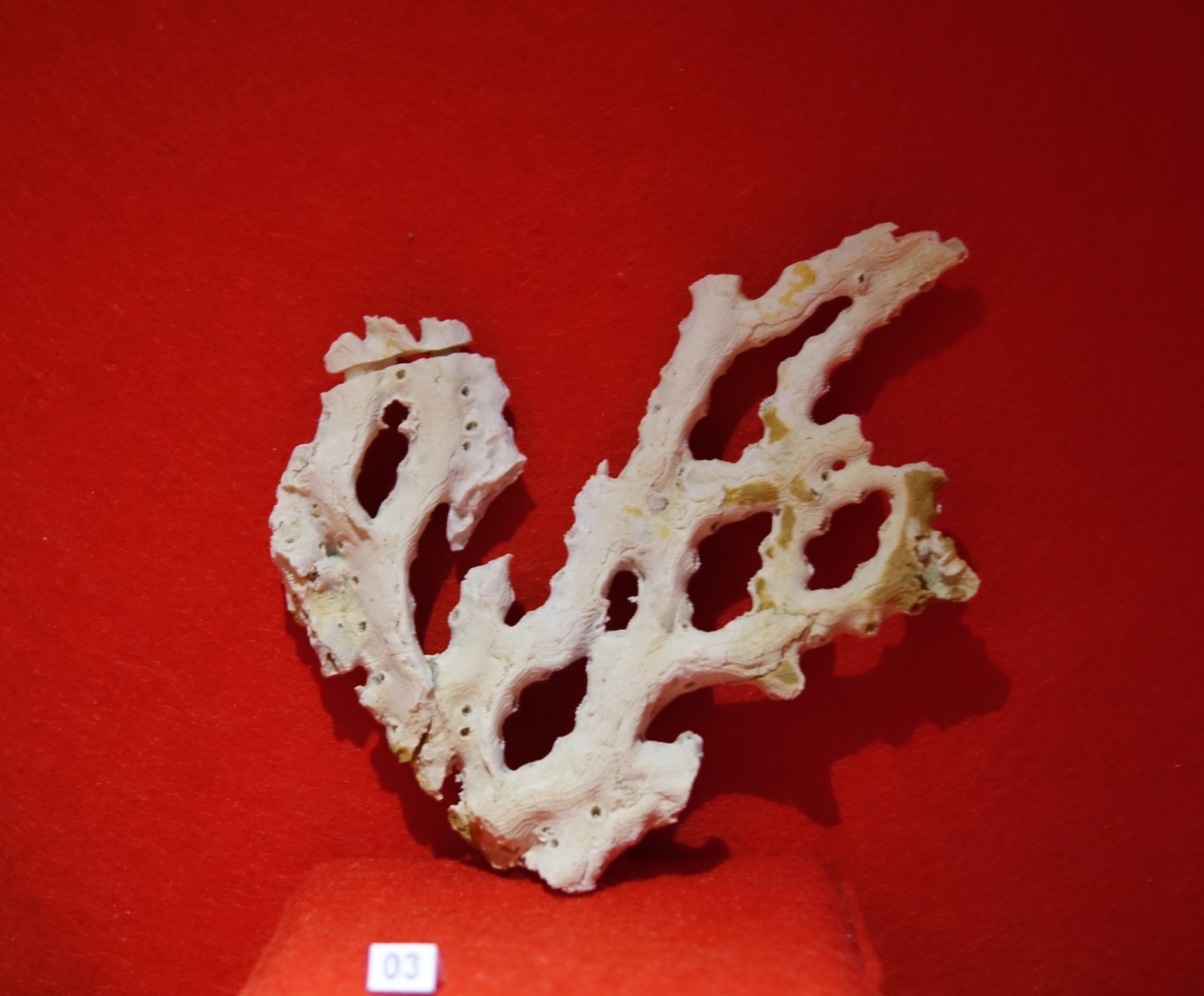 Enallhelia compressa (Goldfuss 1829) (Korallen- und Heimatmuseum Nattheim CC BY-NC-SA)