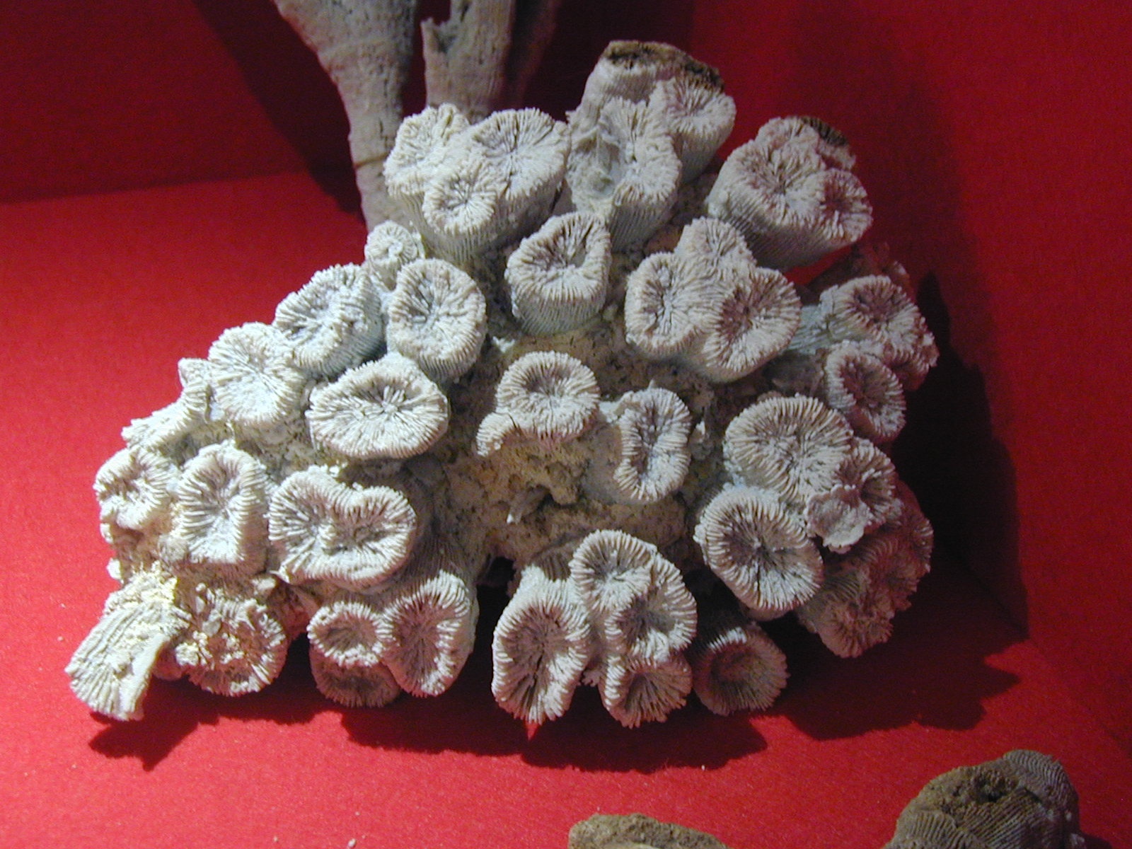 Convexastrea  minima (Etallon 1859) (Korallen- und Heimatmuseum Nattheim CC BY-NC-SA)