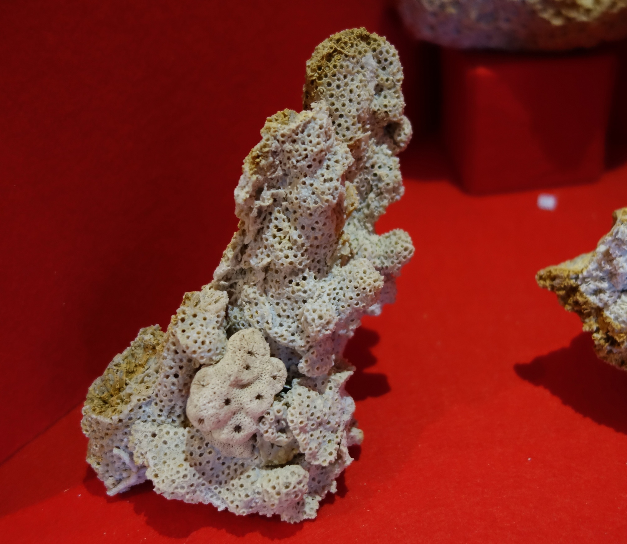 Stylina limbata (Goldfuss) (Korallen- und Heimatmuseum Nattheim CC BY-NC-SA)