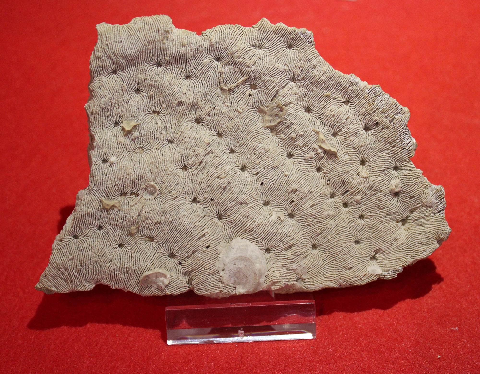Synastrea foliacea (Quenstedt) (Korallen- und Heimatmuseum Nattheim CC BY-NC-SA)