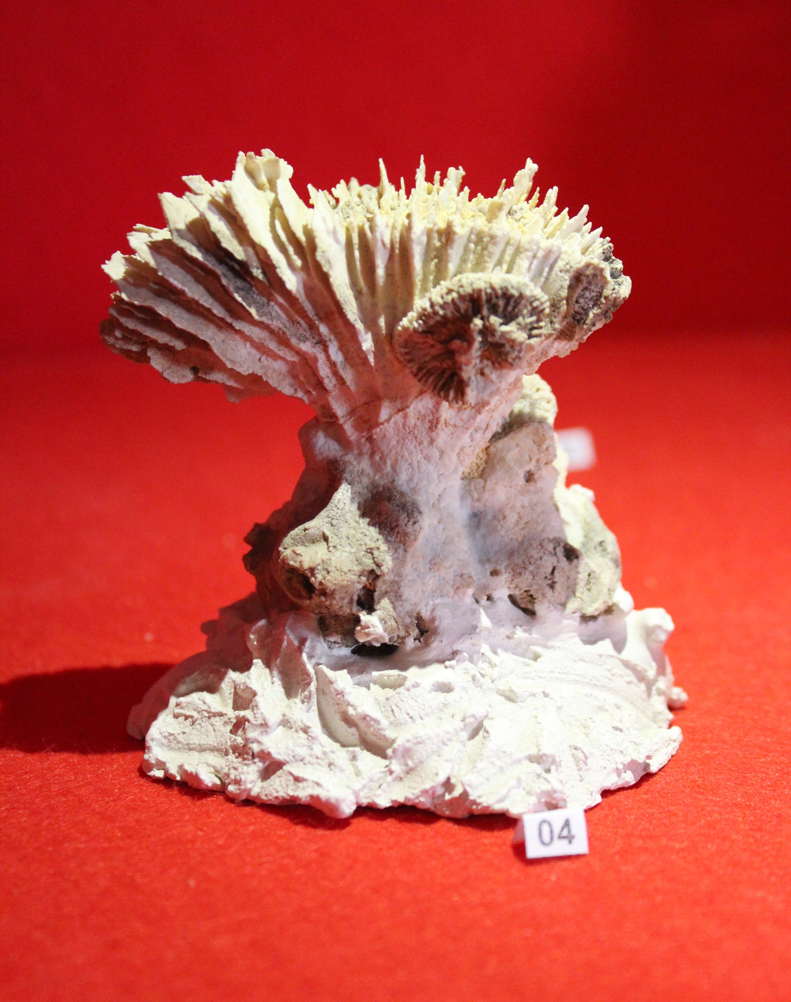 Rhipidogyra alata (Quenstedt 1858) (Korallen- und Heimatmuseum Nattheim CC BY-NC-SA)