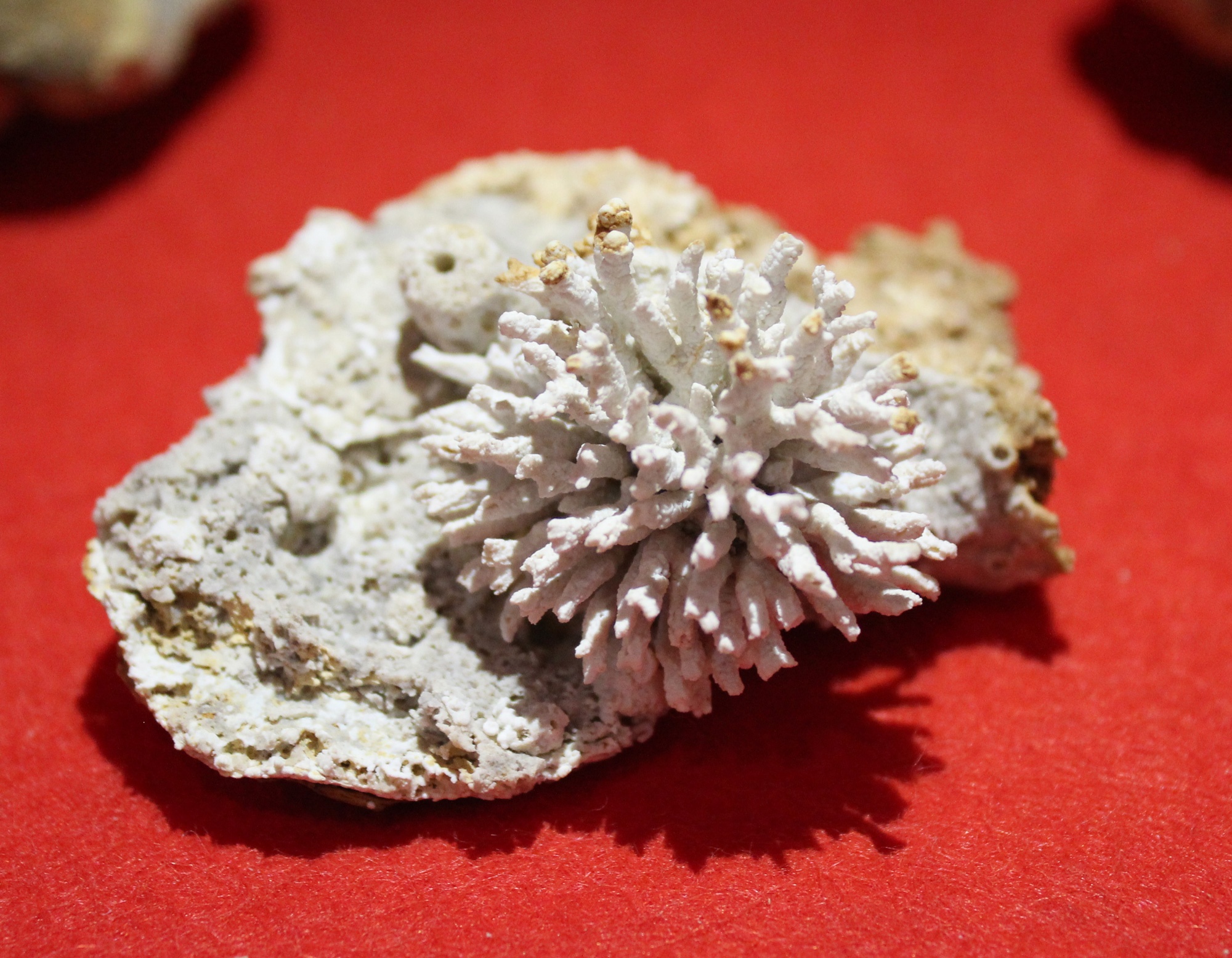 Fossiles Moostierchen (Bryozoe) mit Schwämmchen (Korallen- und Heimatmuseum Nattheim CC BY-NC-SA)