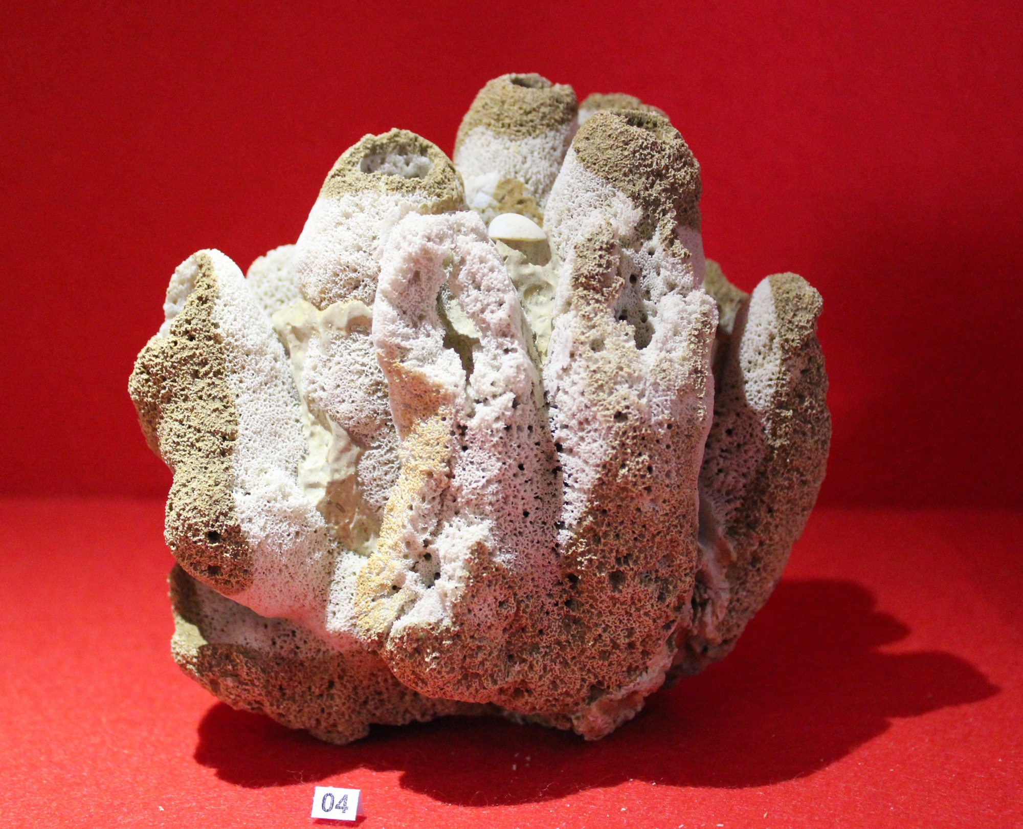 Kalkschwamm Corynella intermedia (Korallen- und Heimatmuseum Nattheim CC BY-NC-SA)
