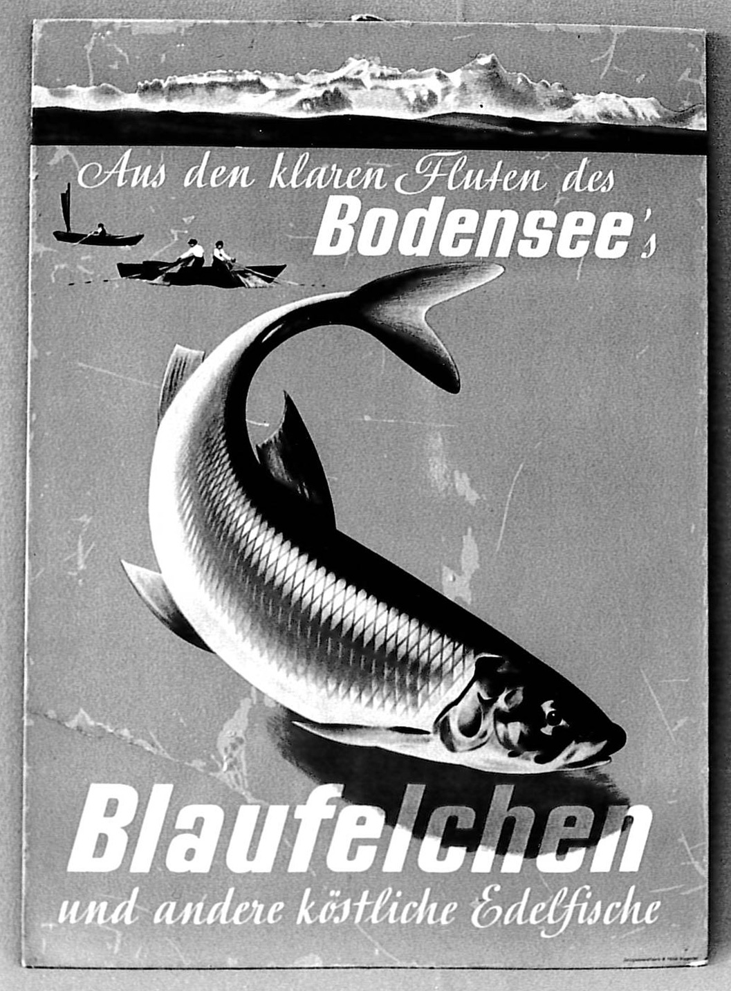 Reklameschild für Blaufelchen aus dem Bodensee (Heimatmuseum Haus Montfort CC BY)
