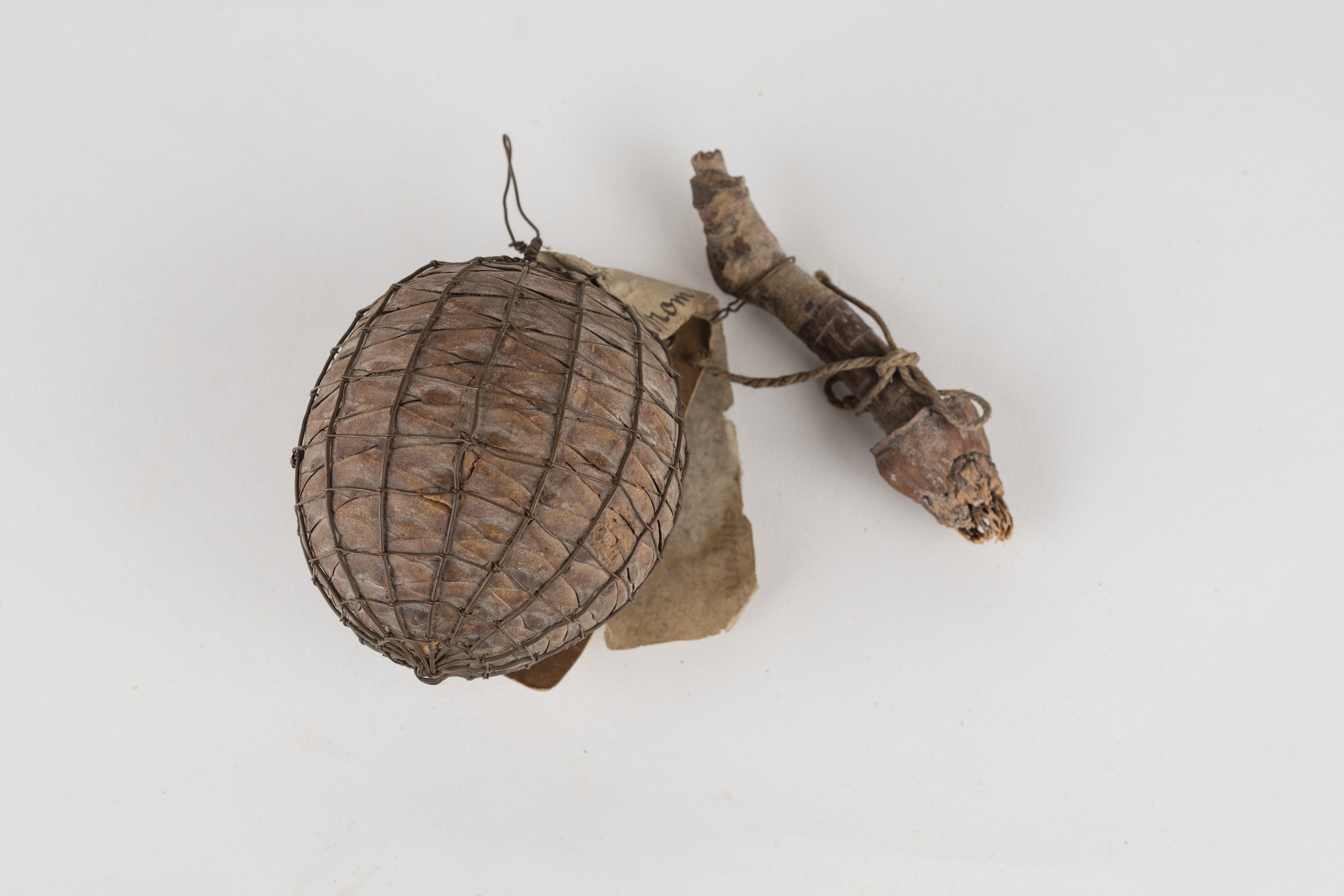 Getrockneter Zapfen (Kauri-Baum) (Museum Ulm CC BY-NC-SA)
