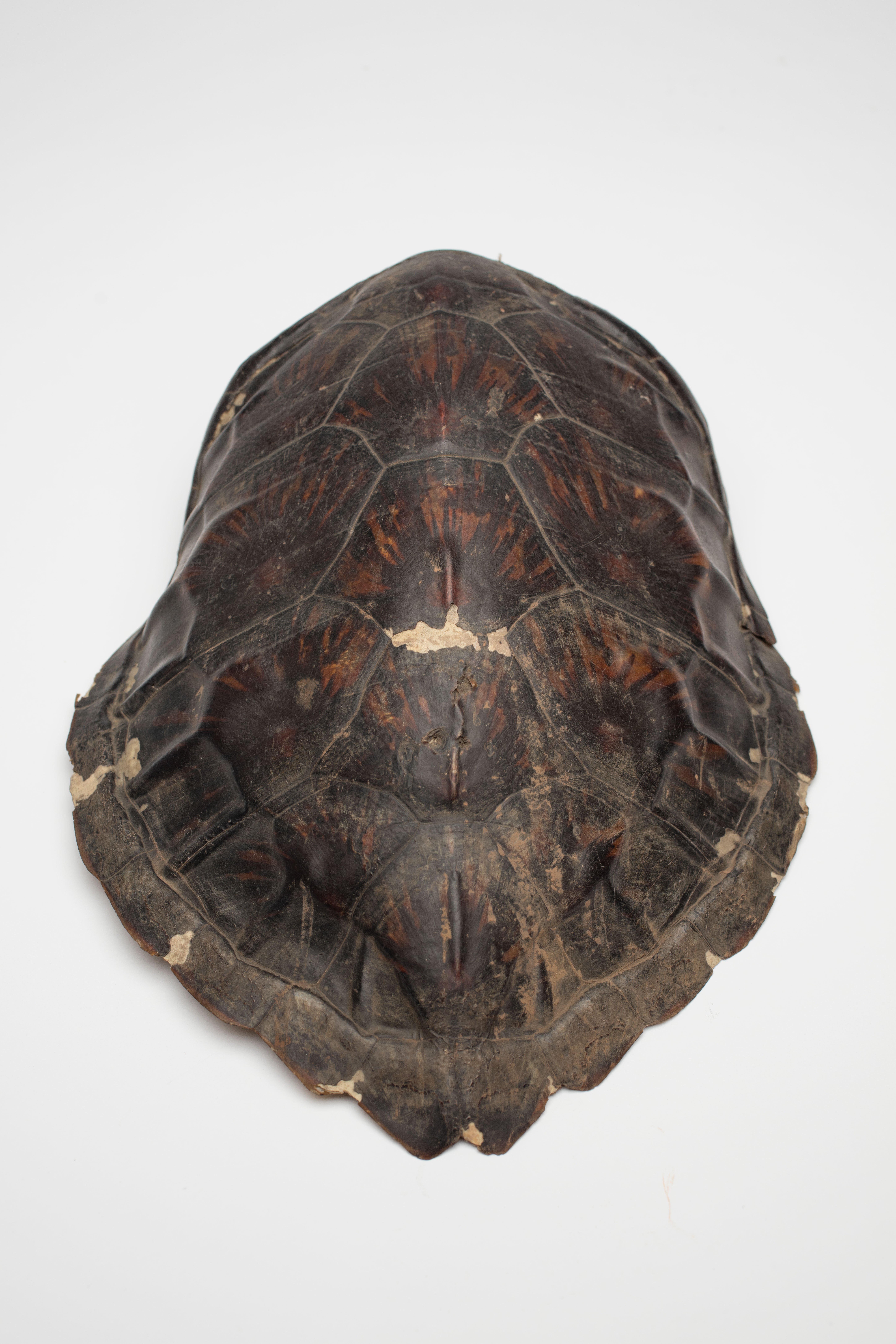 Schildkrötenpanzer (Museum Ulm CC BY-NC-SA)