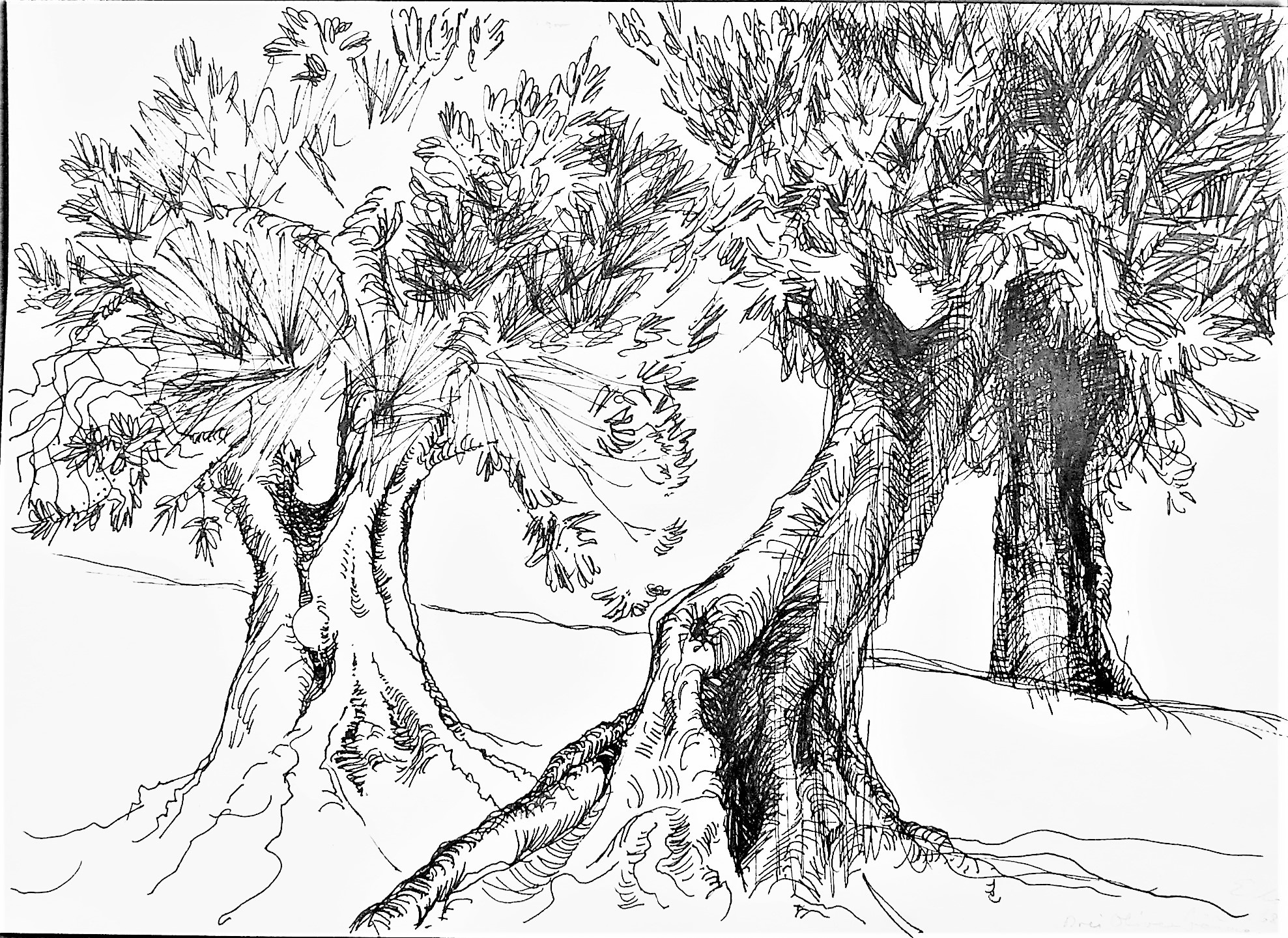 Drei Olivenbäume (Kunststiftung Eleonore Kötter CC BY-NC-SA)