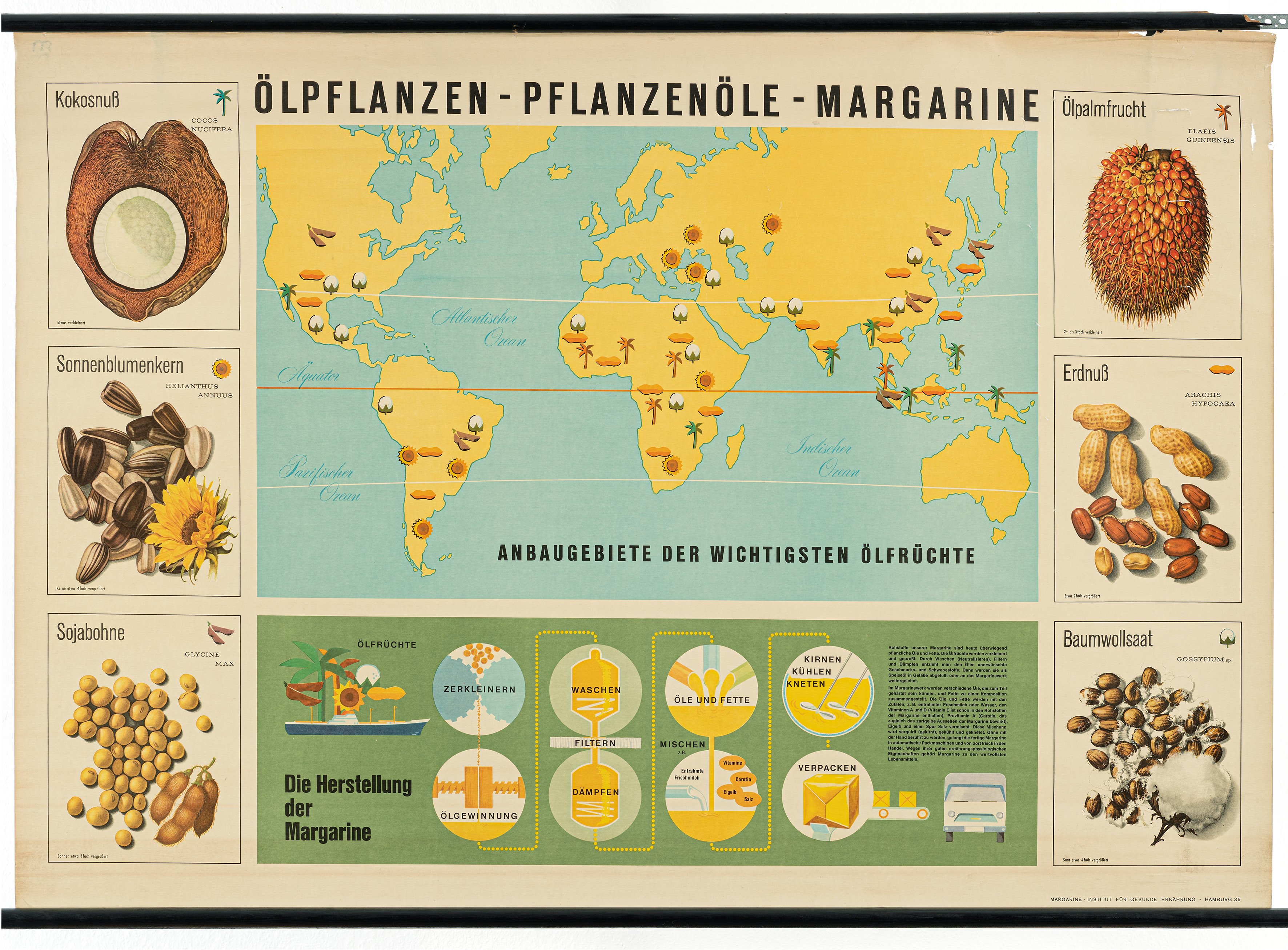 Schulwandbild "Ölpflanzen - Pflanzenöle - Margarine" (Mitte Museum/Bezirksamt Mitte von Berlin / Upfield CC0)