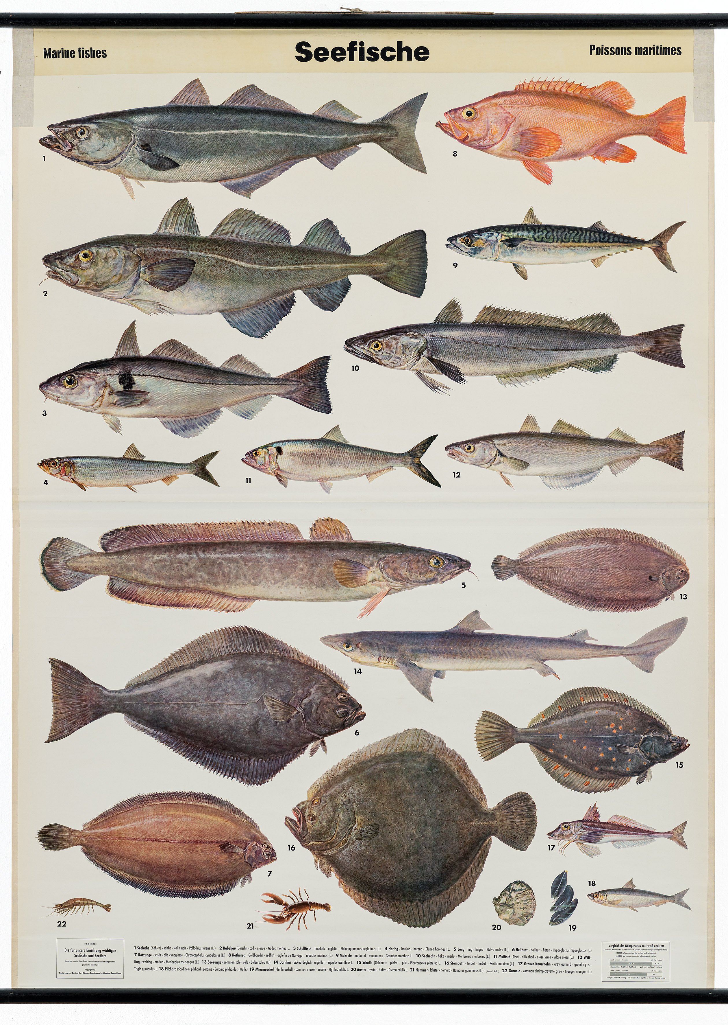 Schulwandbild "Seefische" (Mitte Museum/Bezirksamt Mitte von Berlin / Erich Rühmer CC0)
