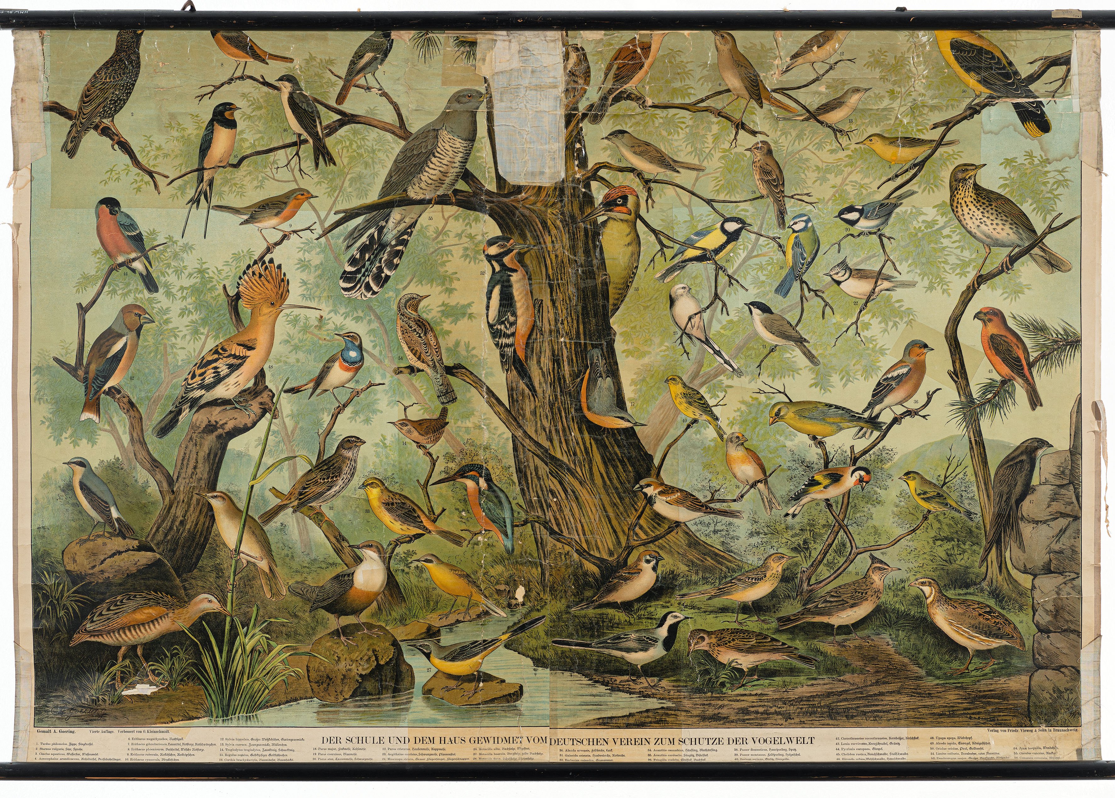 Schulwandbild "Kleinvögel, Nutz- und Singvögel" (Mitte Museum/Bezirksamt Mitte von Berlin Public Domain Mark)
