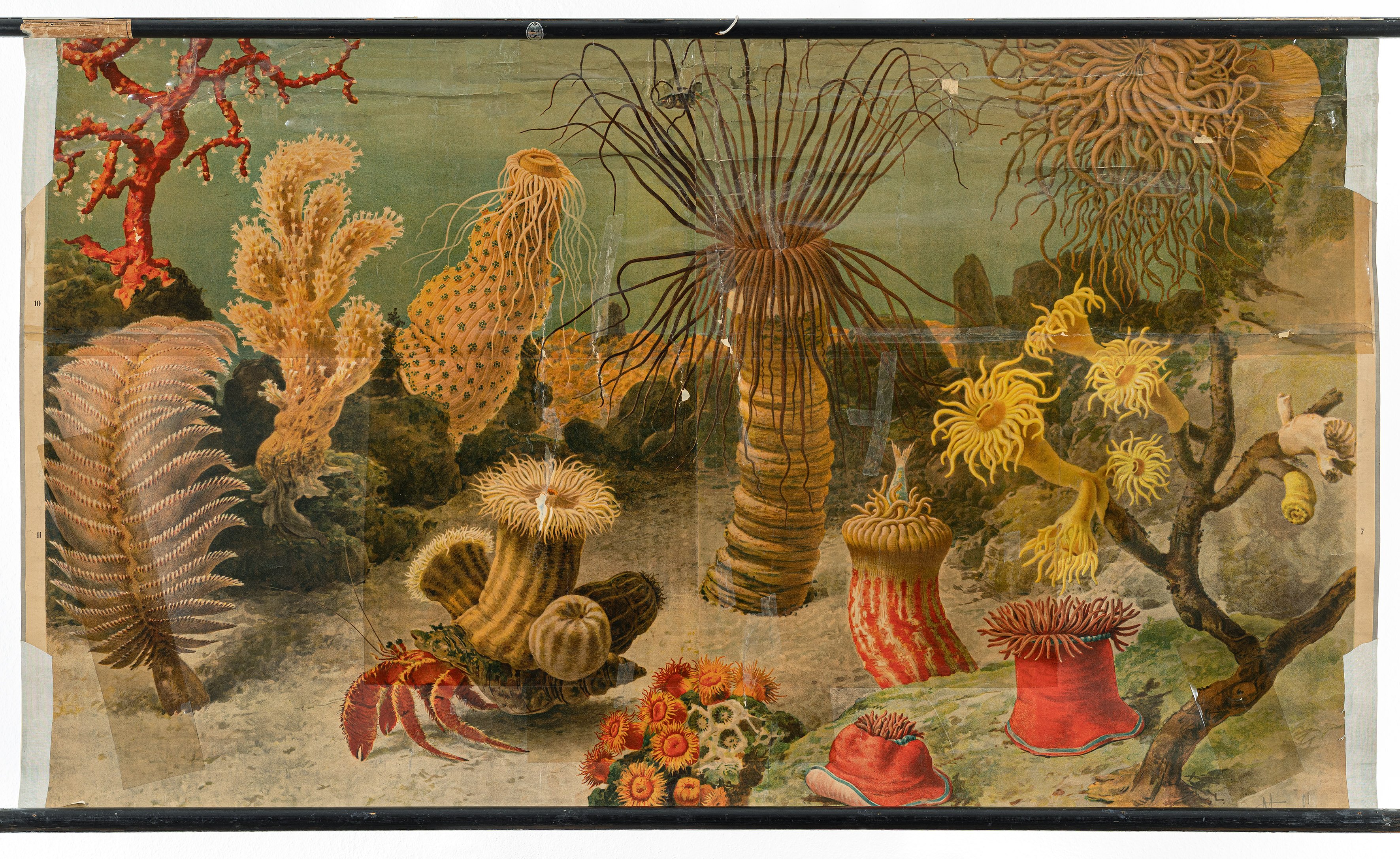Schulwandbild "Korallentiere des Mittelmeeres" (Mitte Museum/Bezirksamt Mitte von Berlin Public Domain Mark)