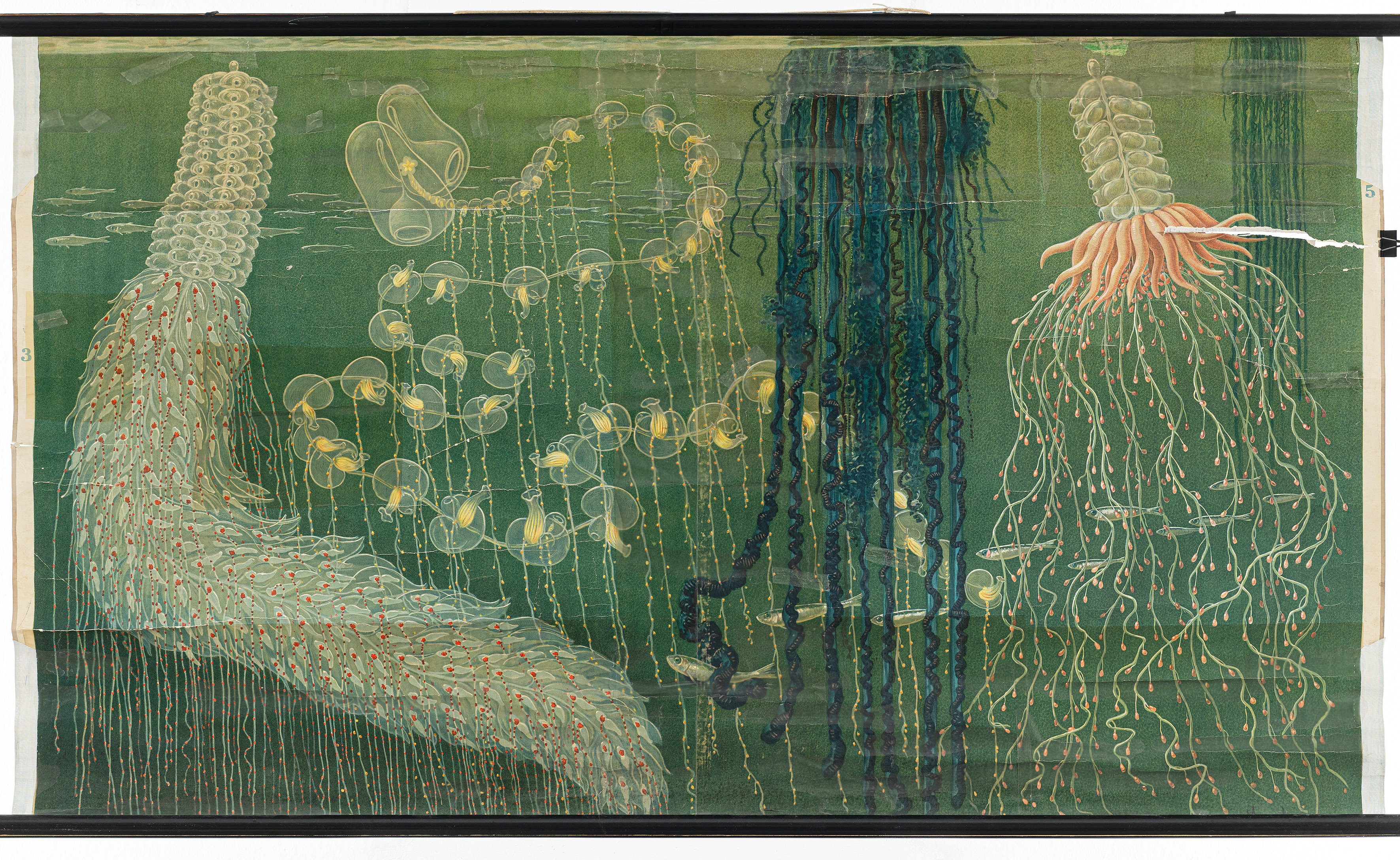 Schulwandbild "Röhrenquallen (Siphonophoren) des Mittelmeeres" (Mitte Museum/Bezirksamt Mitte von Berlin Public Domain Mark)