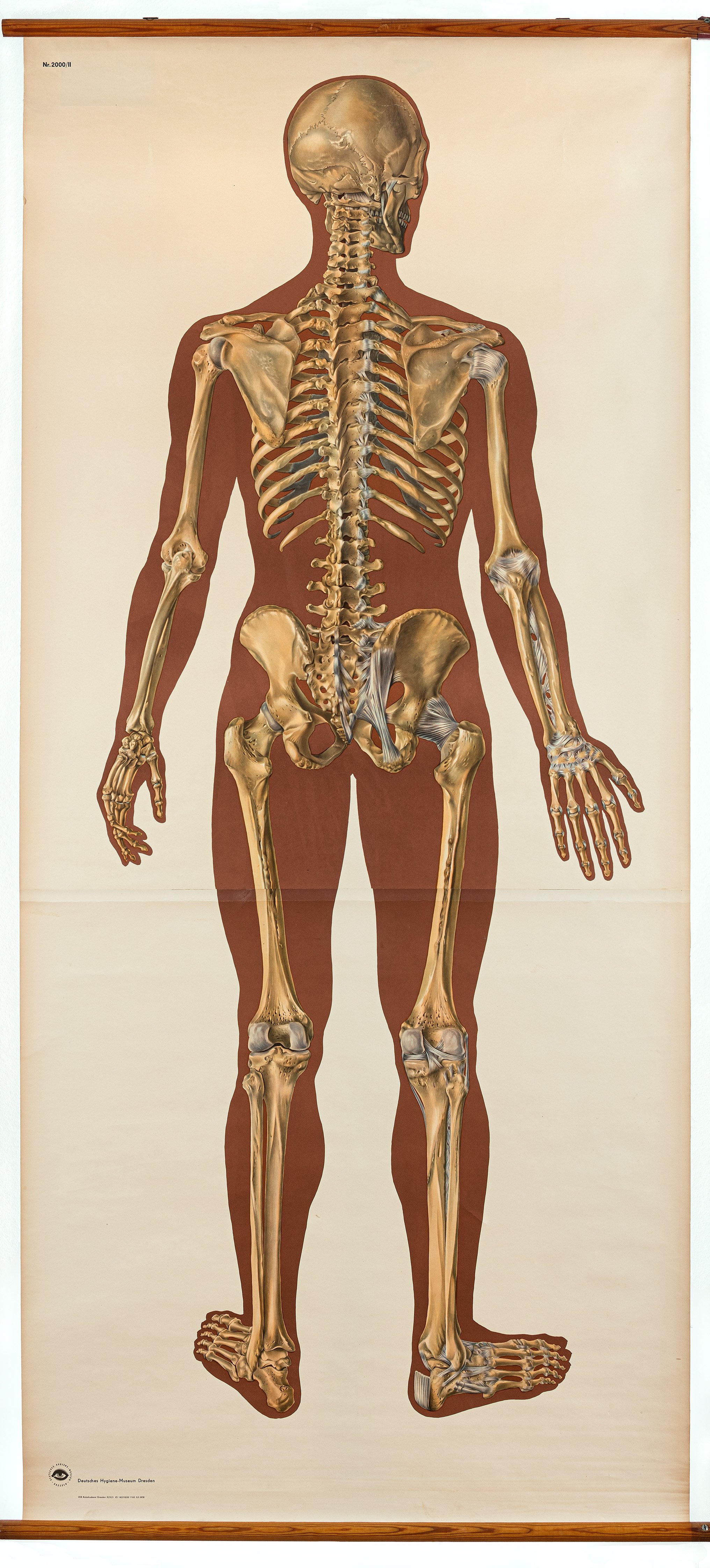 Schulwandbild "Skelett des Menschen mit Bandapparat / Rückseite" (Mitte Museum/Bezirksamt Mitte von Berlin / Deutsches Hygiene-Museum Dresden CC BY-SA)