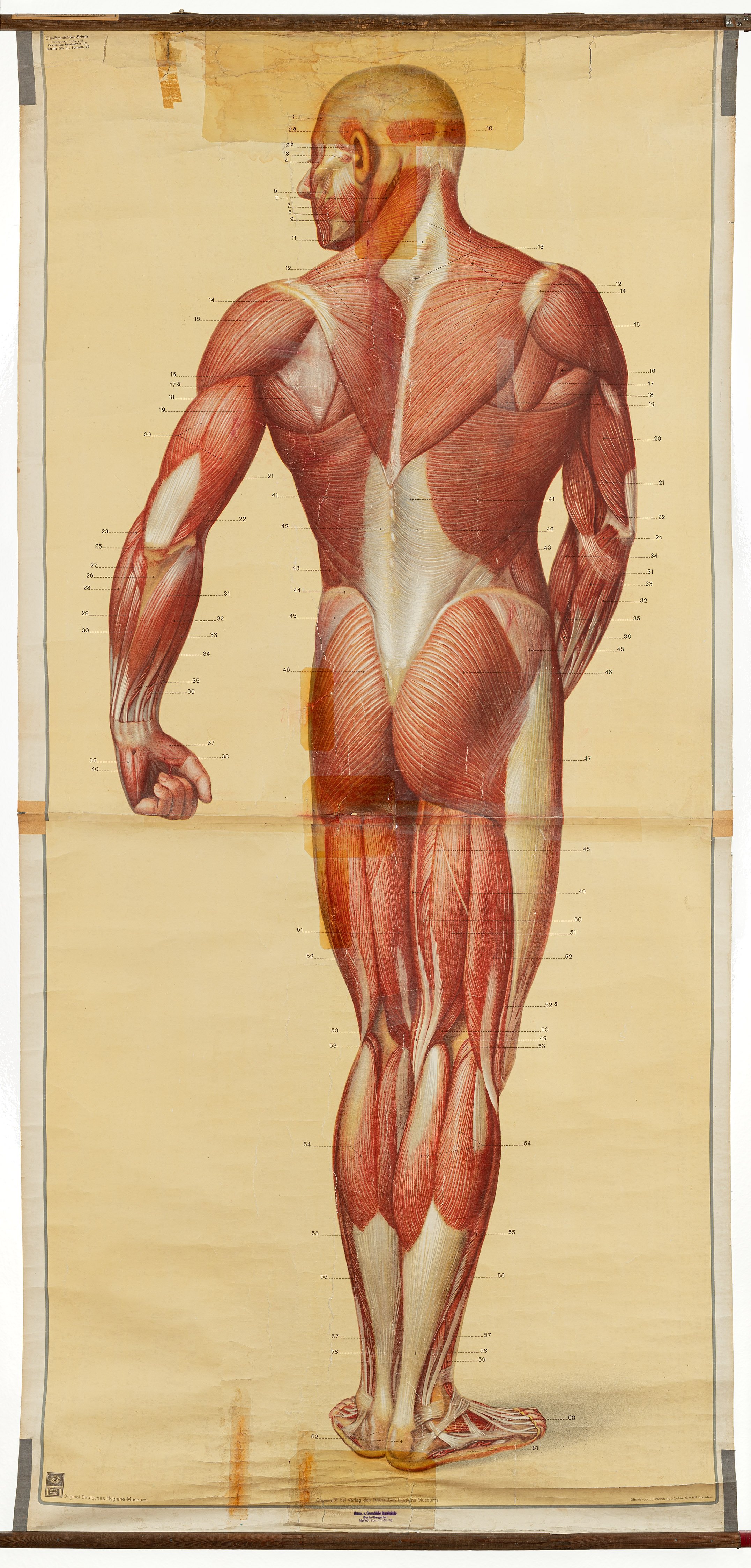 Schulwandbild "Die Muskeln des Menschen, Rückseite" (Mitte Museum/Bezirksamt Mitte von Berlin / Deutsches Hygiene-Museum Dresden CC BY-SA)