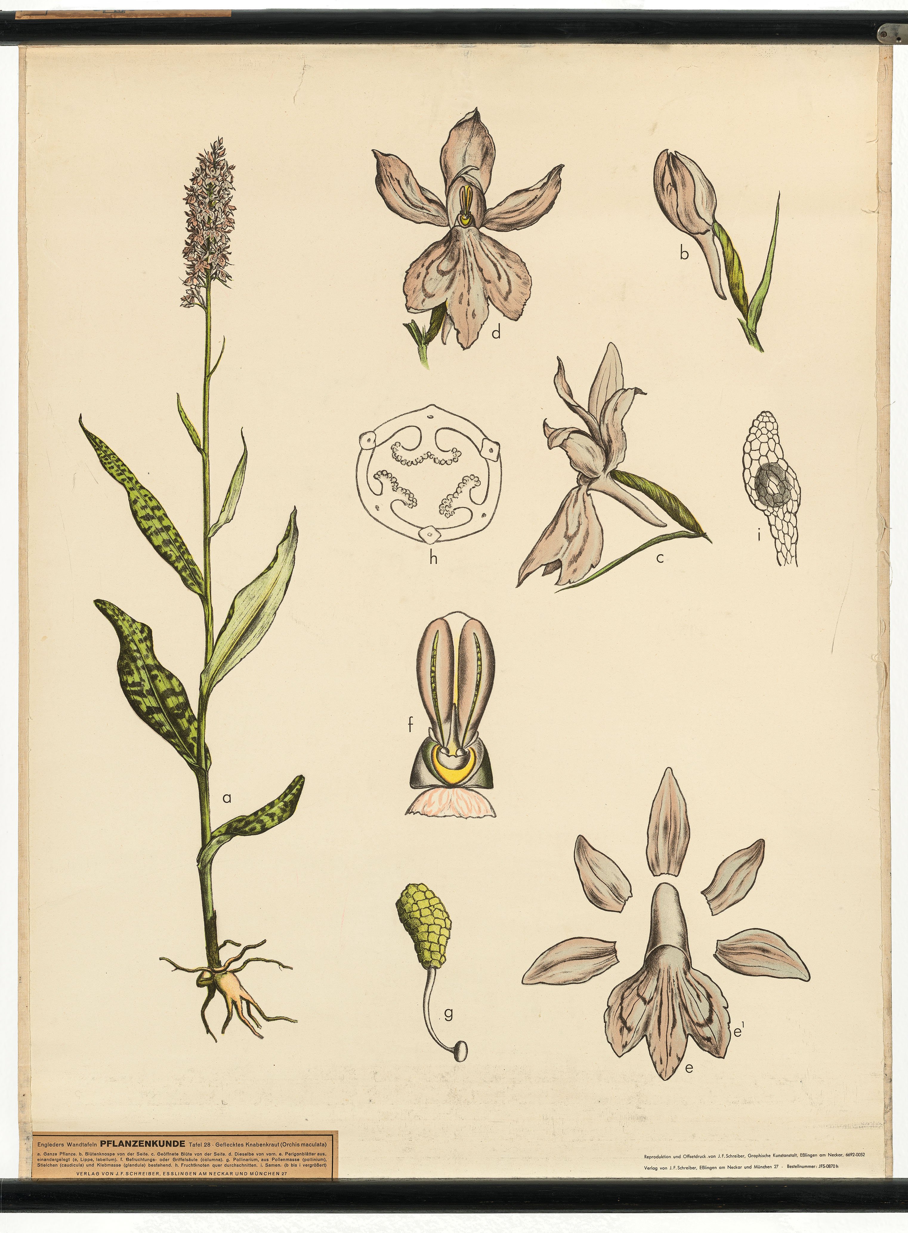 Schulwandbild "Geflecktes Knabenkraut (Orchis maculata)" (Mitte Museum/Bezirksamt Mitte von Berlin Public Domain Mark)