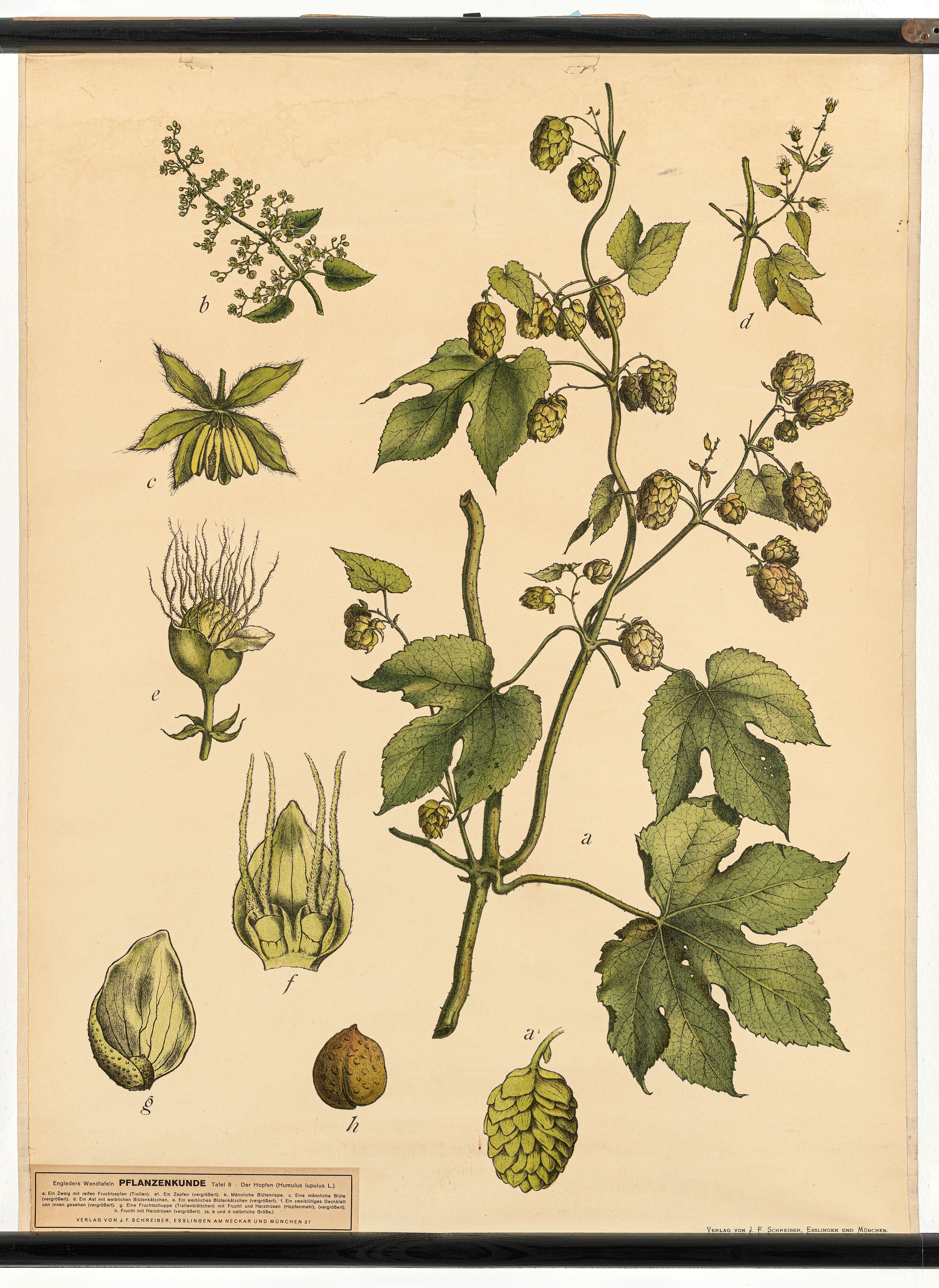 Schulwandbild "Der Hopfen (Humulus lupulus L.)" (Mitte Museum/Bezirksamt Mitte von Berlin Public Domain Mark)