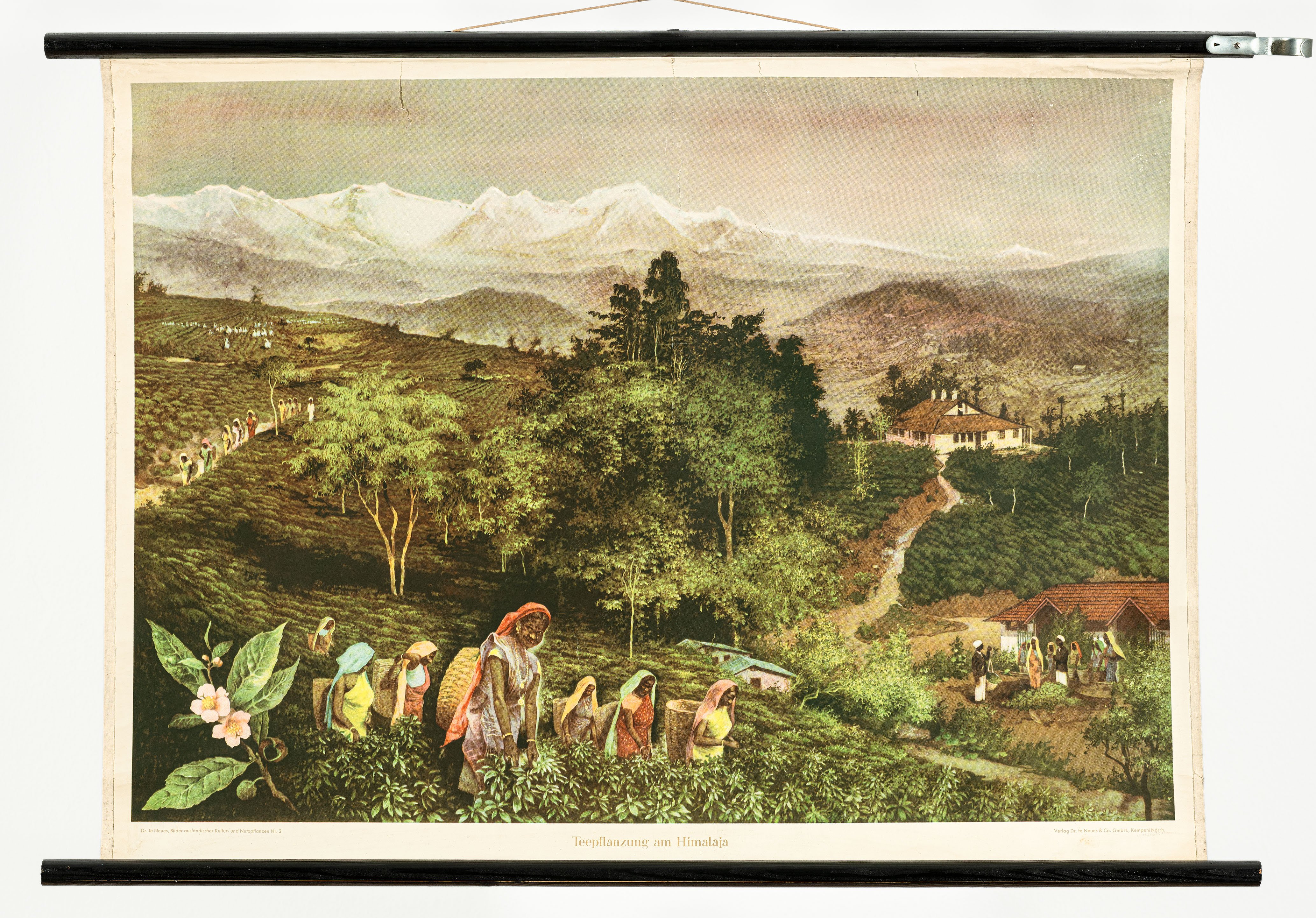 Schulwandbild "Teepflanzung am Himalaja" (Mitte Museum/Bezirksamt Mitte von Berlin CC BY-NC-ND)