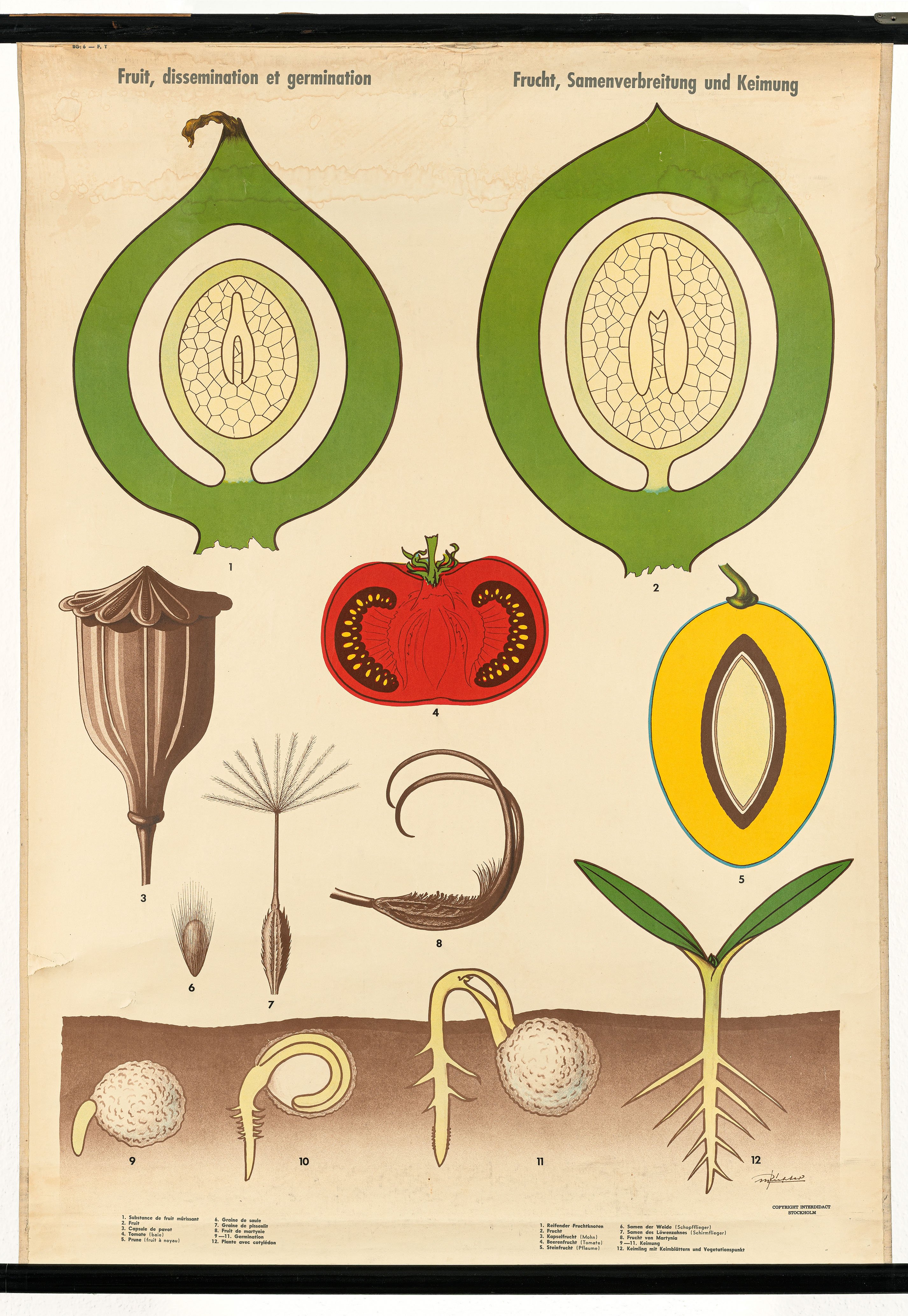 Schulwandbild "Fruit, dissemination et germination / Frucht, Samenverbreitung und Keimung" (Mitte Museum/Bezirksamt Mitte von Berlin CC BY-NC-ND)