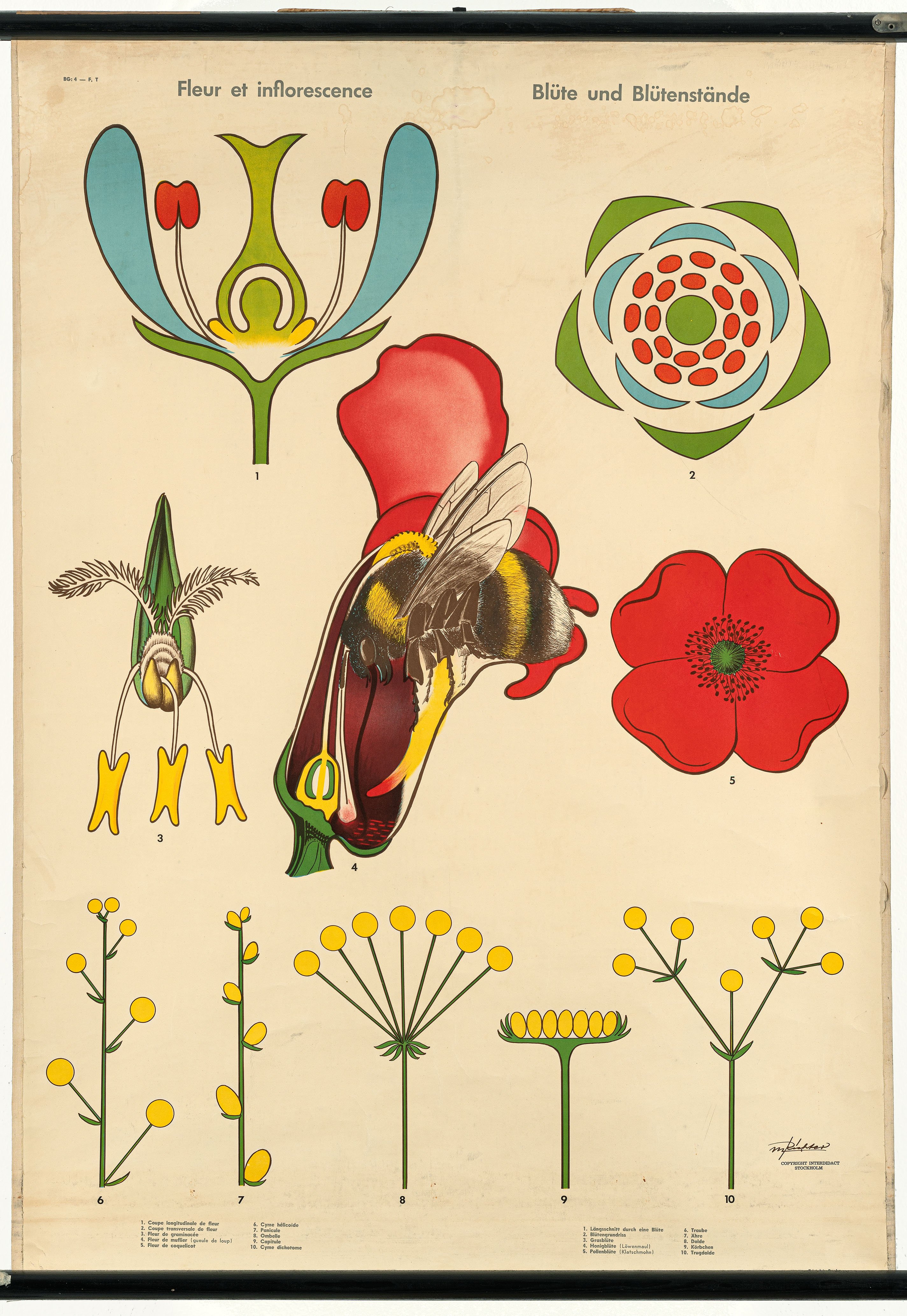Schulwandbild "Fleur et inflorescense / Blüte und Blütenstände" (Mitte Museum/Bezirksamt Mitte von Berlin CC BY-NC-ND)