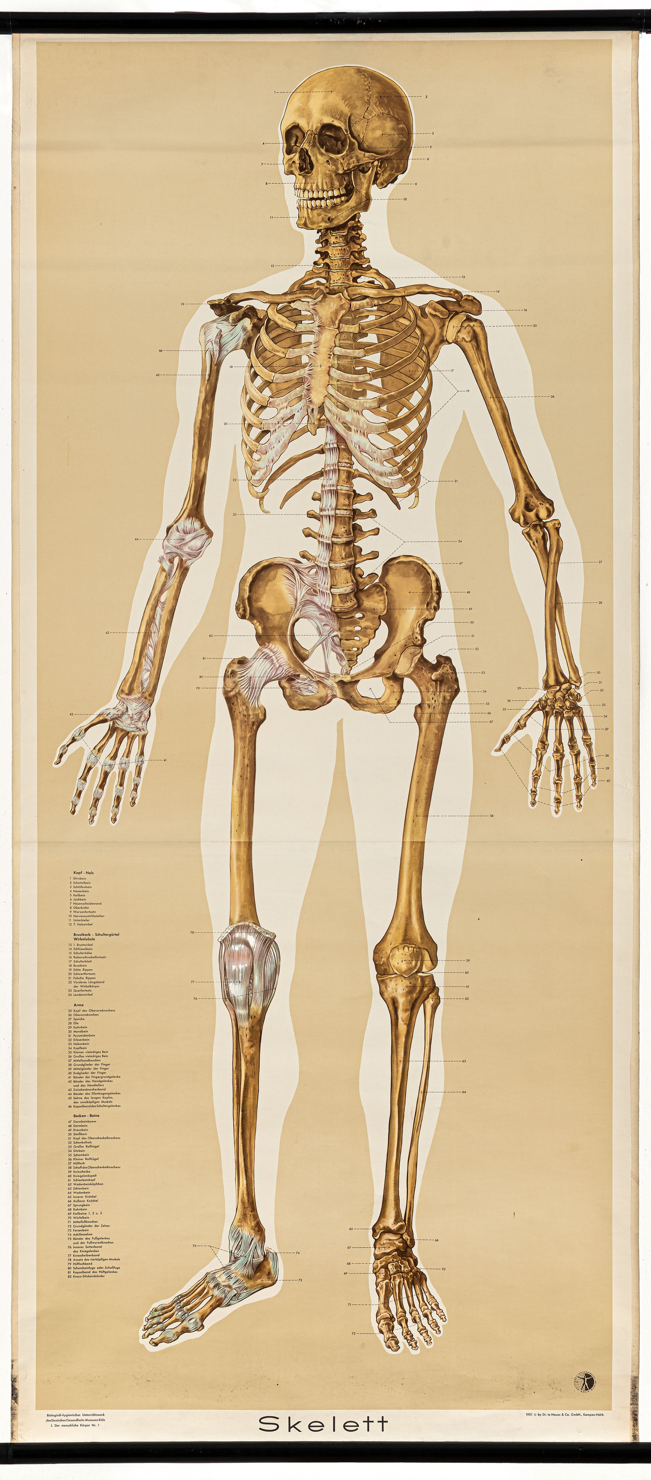 Schulwandbild "Skelett" (Mitte Museum/Bezirksamt Mitte von Berlin CC BY-NC-ND)