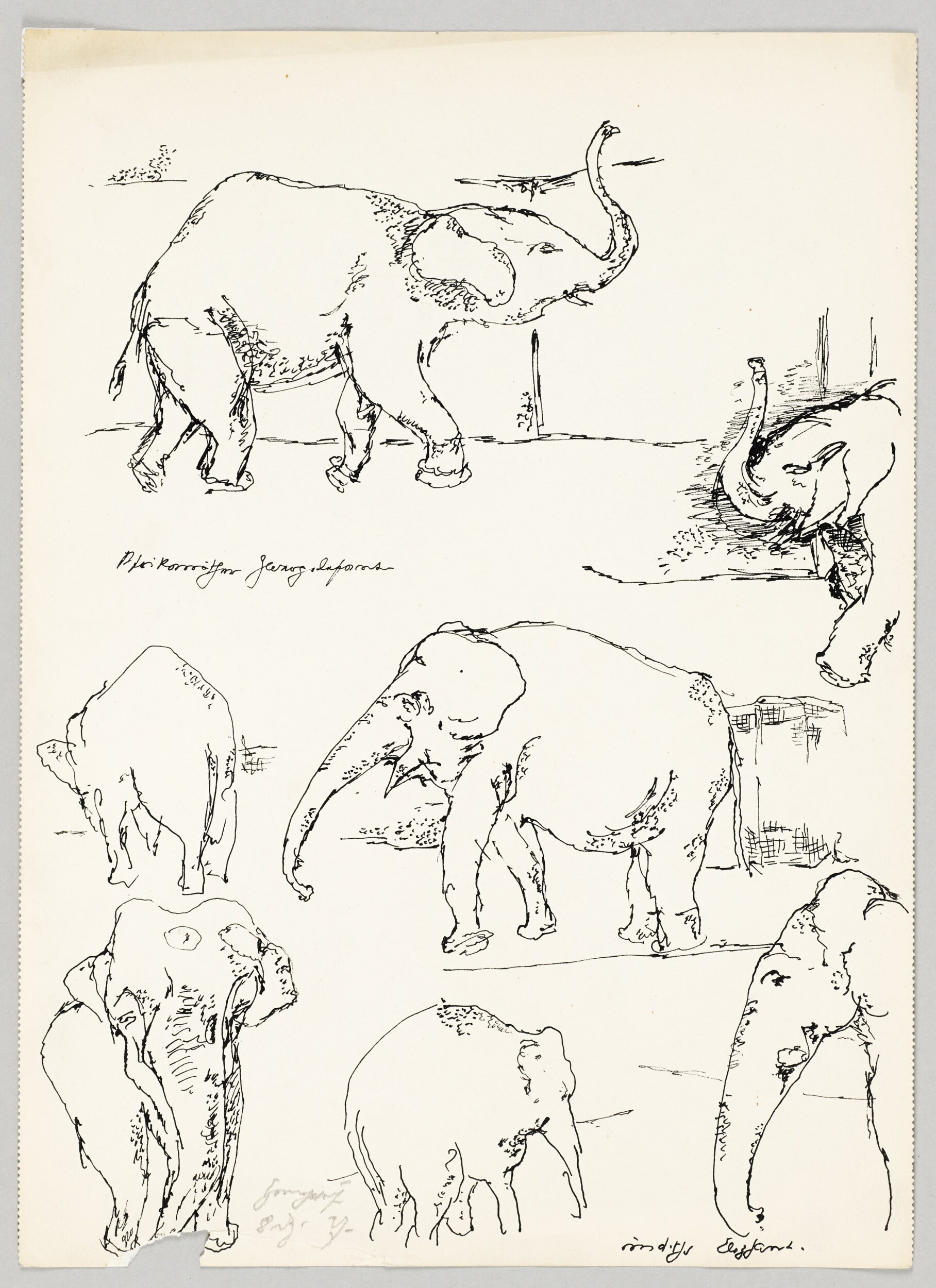 Afrikanischer Zwerkelephant. Indischer Elephant [Tierstudien aus dem Zoologischen Garten Berlin] (Kunstsammlung Pankow, Berlin RR-F)