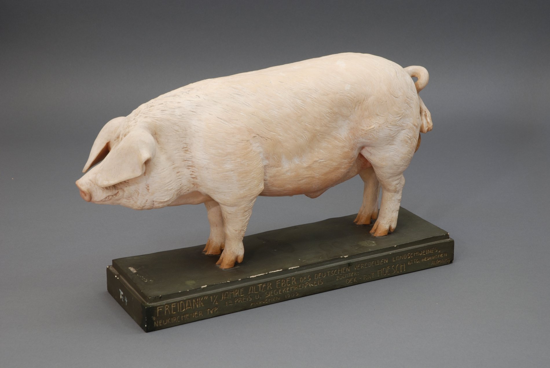 Schweine-Modell der Firma Somso (Stiftung Domäne Dahlem - Landgut und Museum, Weiternutzung nur mit Genehmigung des Museums CC BY-NC-SA)