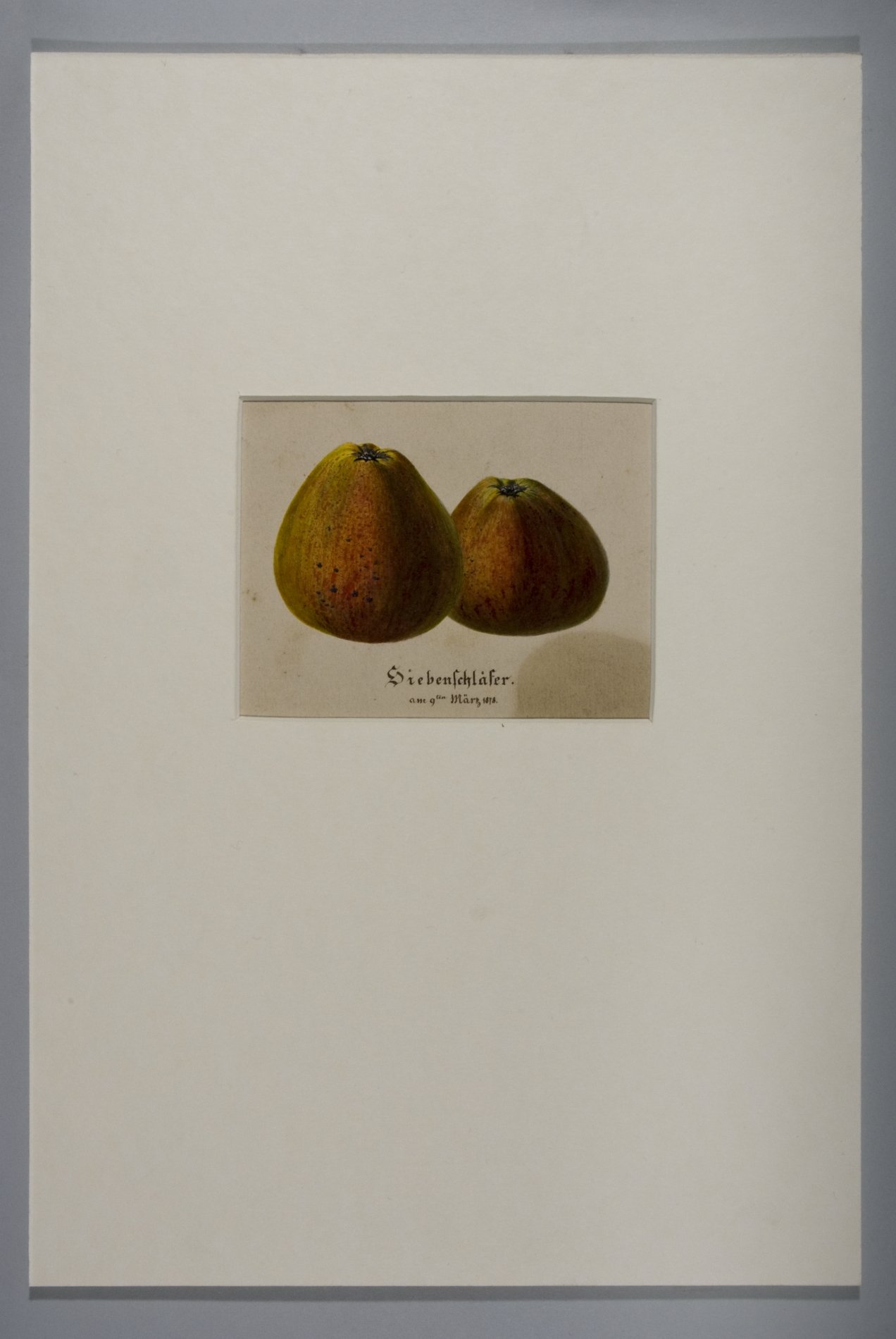 Tuschzeichnung "Äpfel" - "Siebenschläfer" (Stiftung Domäne Dahlem - Landgut und Museum, Weiternutzung nur mit Genehmigung des Museums CC BY-NC-SA)
