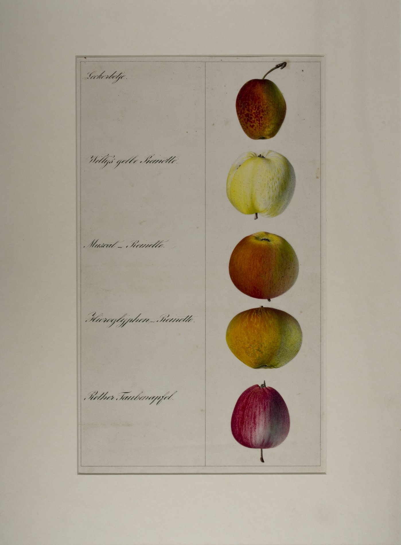 Tuschzeichnung "Äpfel" (Stiftung Domäne Dahlem - Landgut und Museum, Weiternutzung nur mit Genehmigung des Museums CC BY-NC-SA)