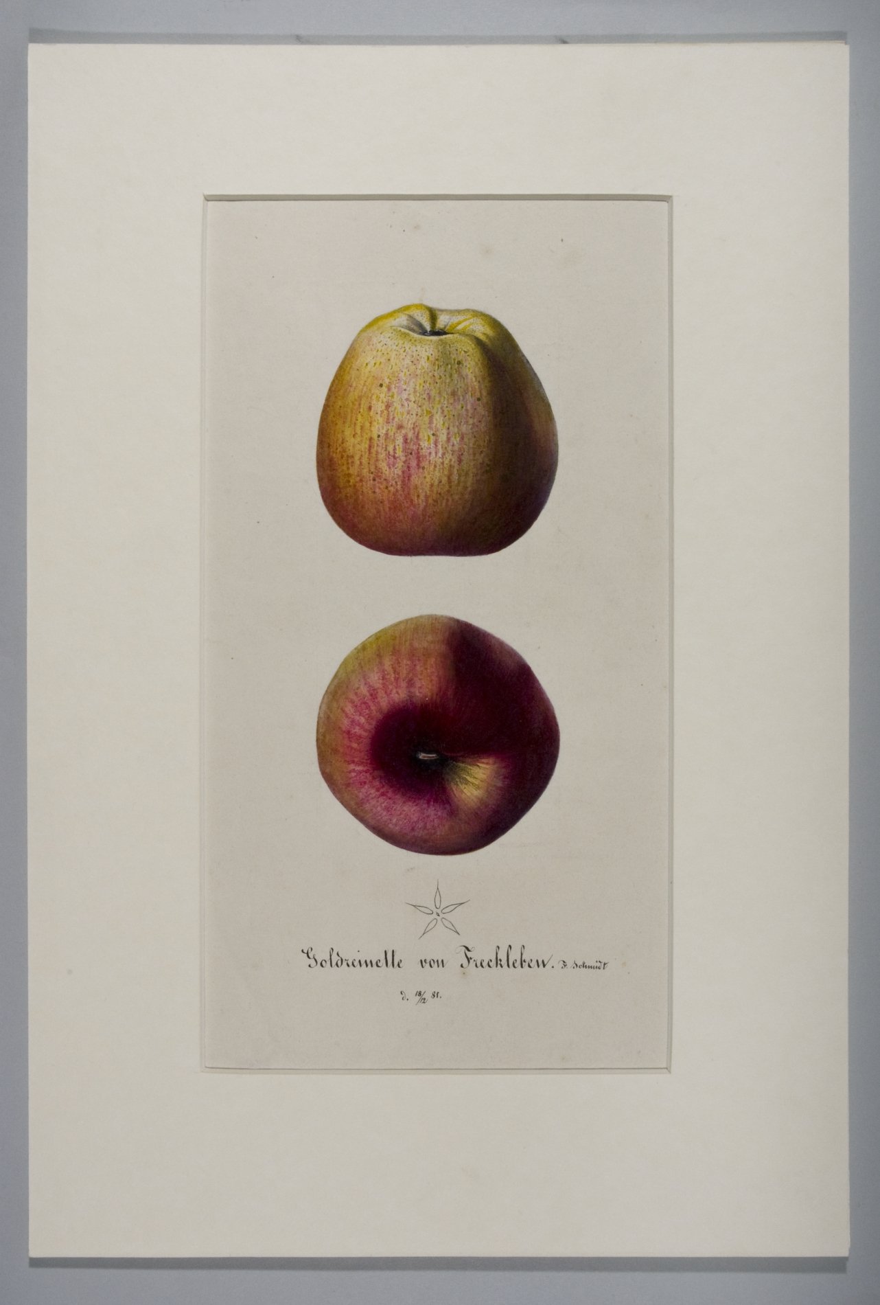 Tuschzeichnung ''Äpfel" - "Goldreinette von Freckleben" (Stiftung Domäne Dahlem - Landgut und Museum, Weiternutzung nur mit Genehmigung des Museums CC BY-NC-SA)