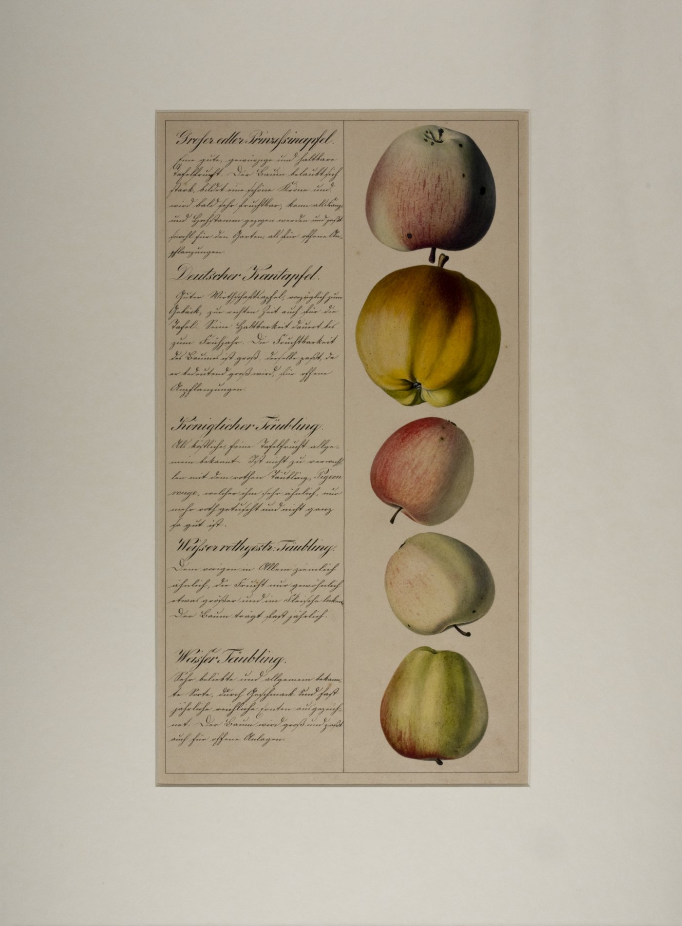 Tuschzeichnung "Äpfel" (Stiftung Domäne Dahlem - Landgut und Museum, Weiternutzung nur mit Genehmigung des Museums CC BY-NC-SA)